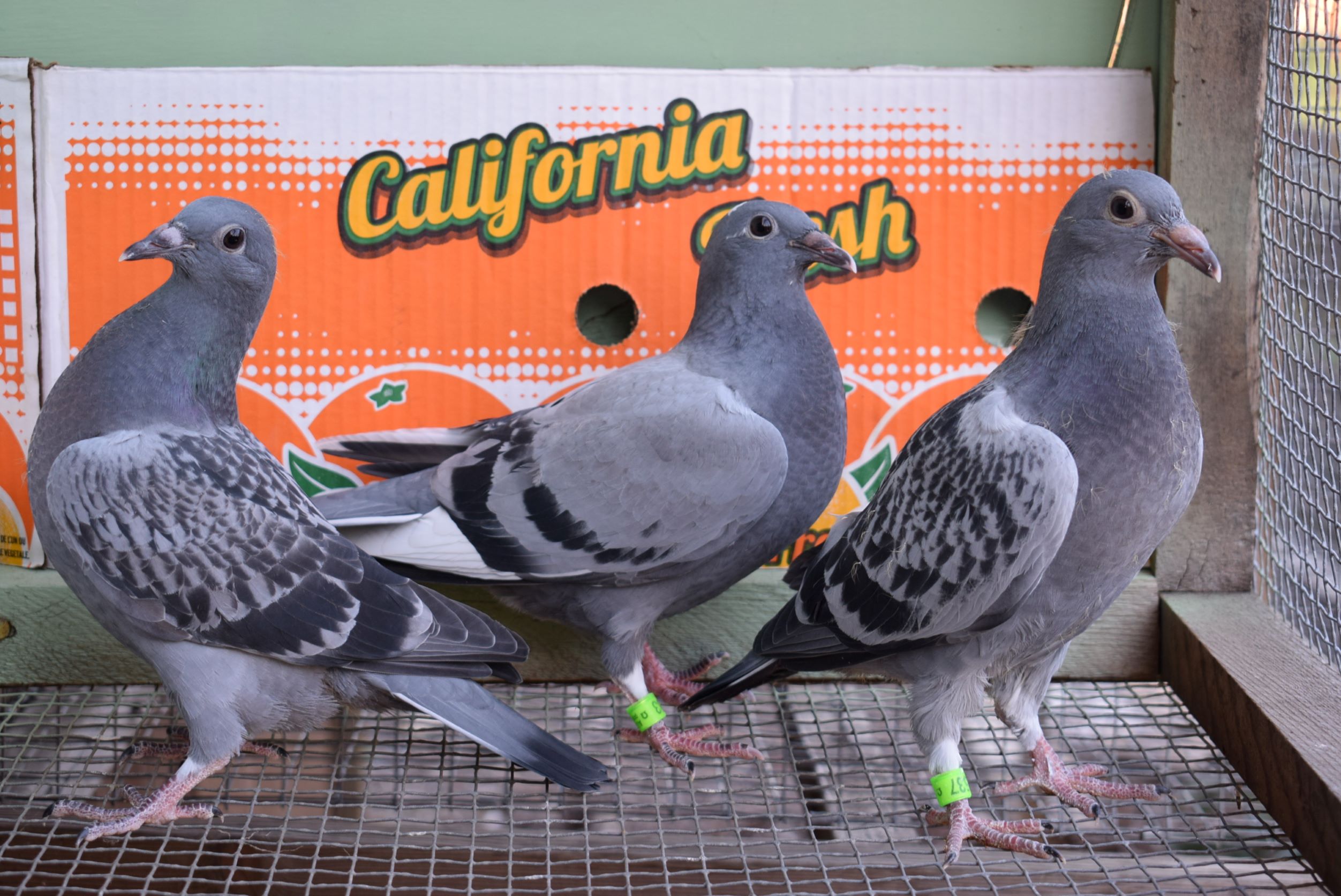 iPigeon.com - Racing Pigeon Auction