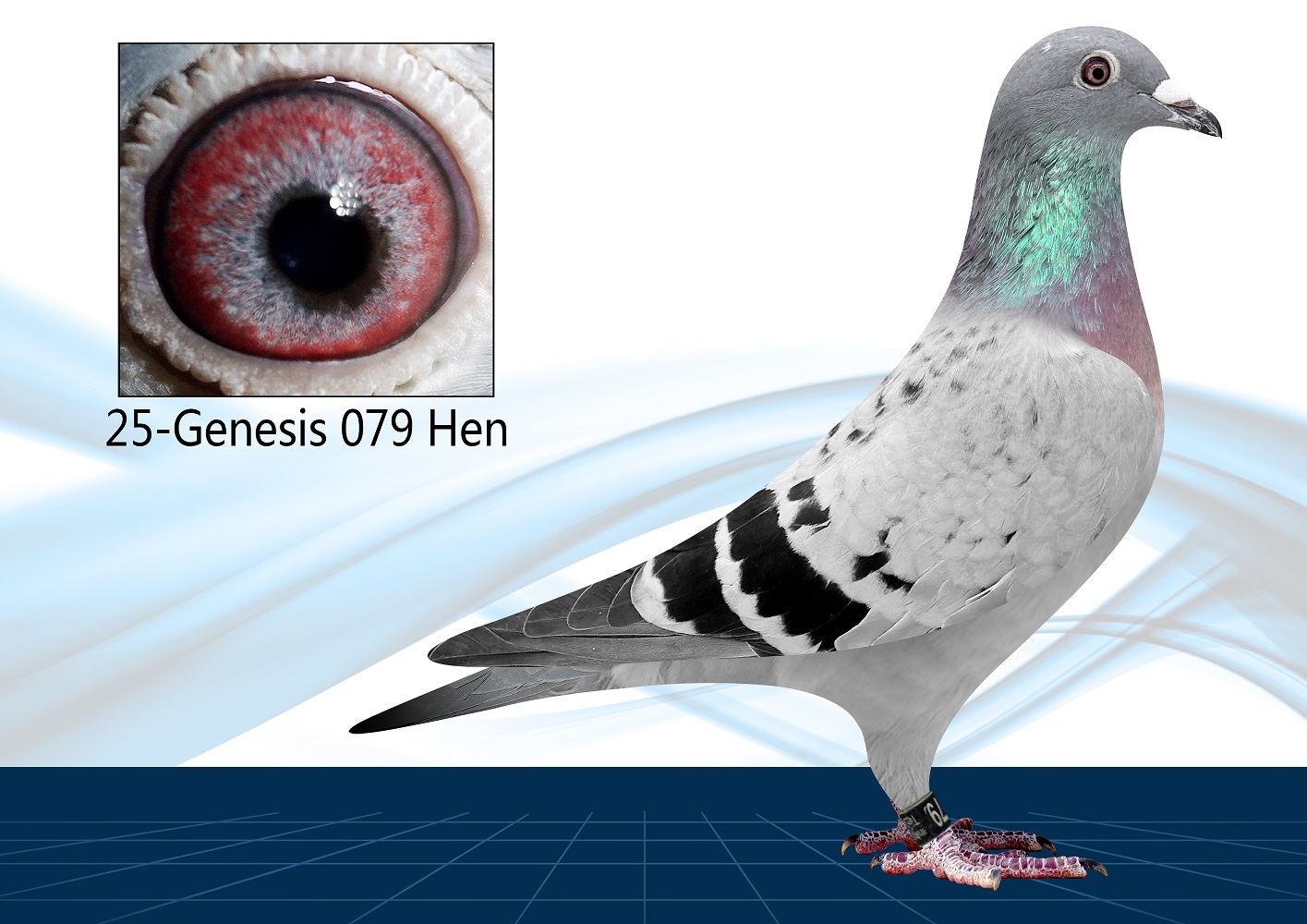 25-079(Hen) Long Distance Special 