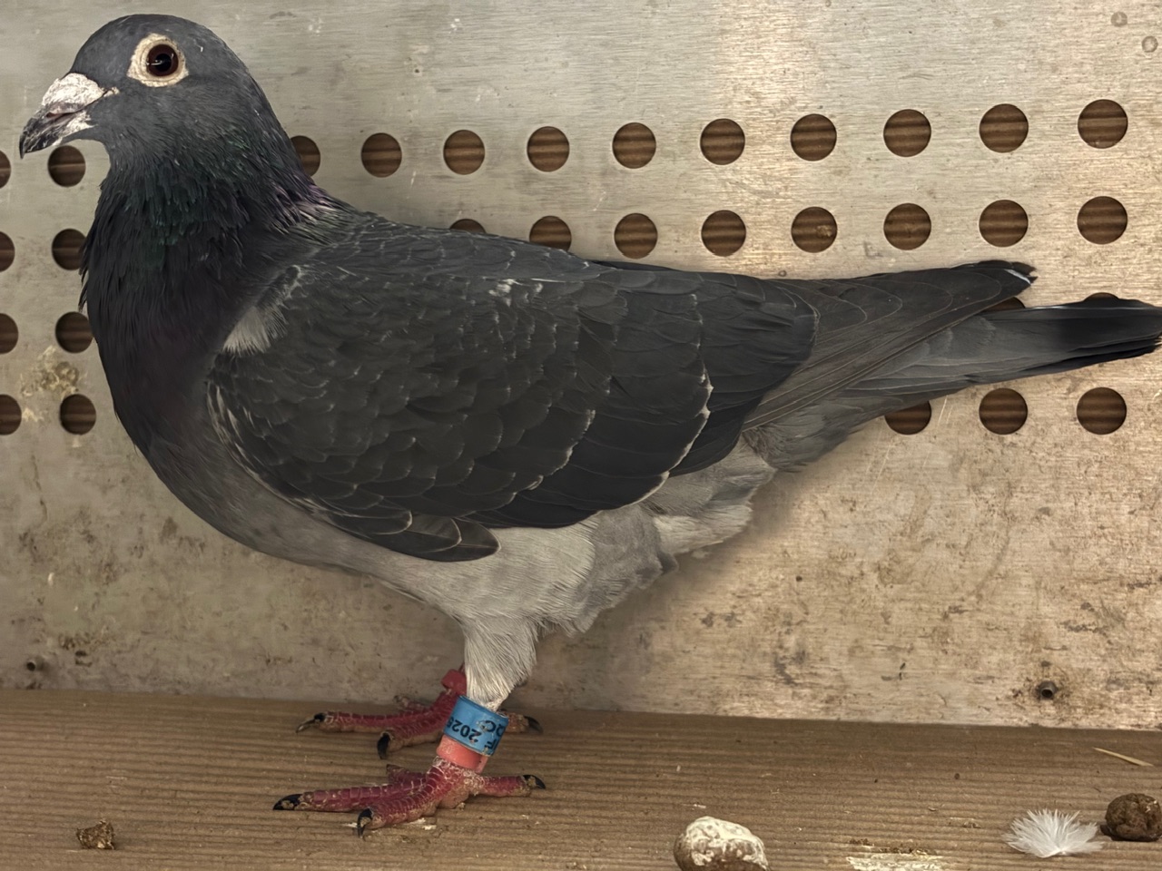 Super Jef Van wanroy 