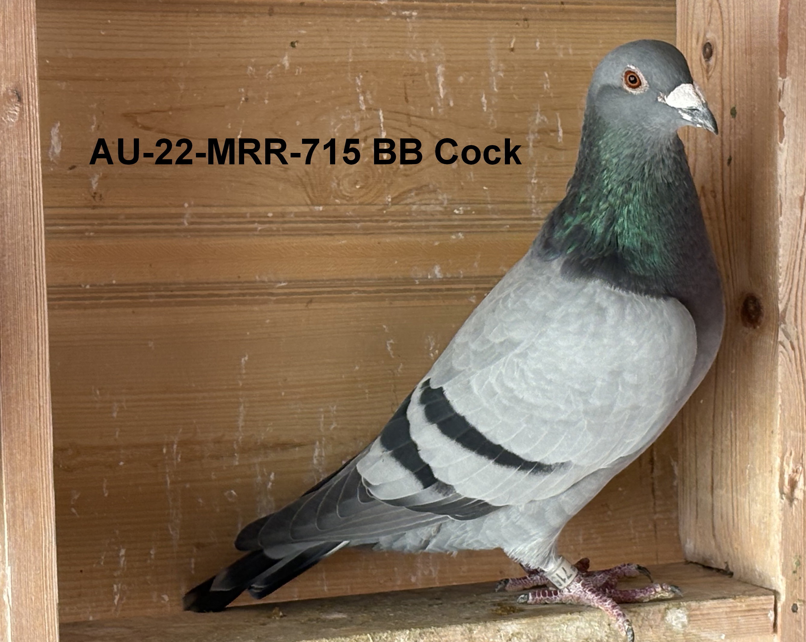 AU-22-MRR-715 BB Cock