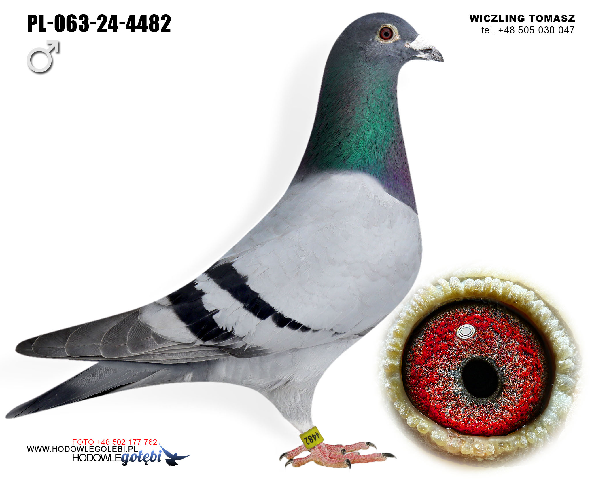 PL-063-24-4482 C