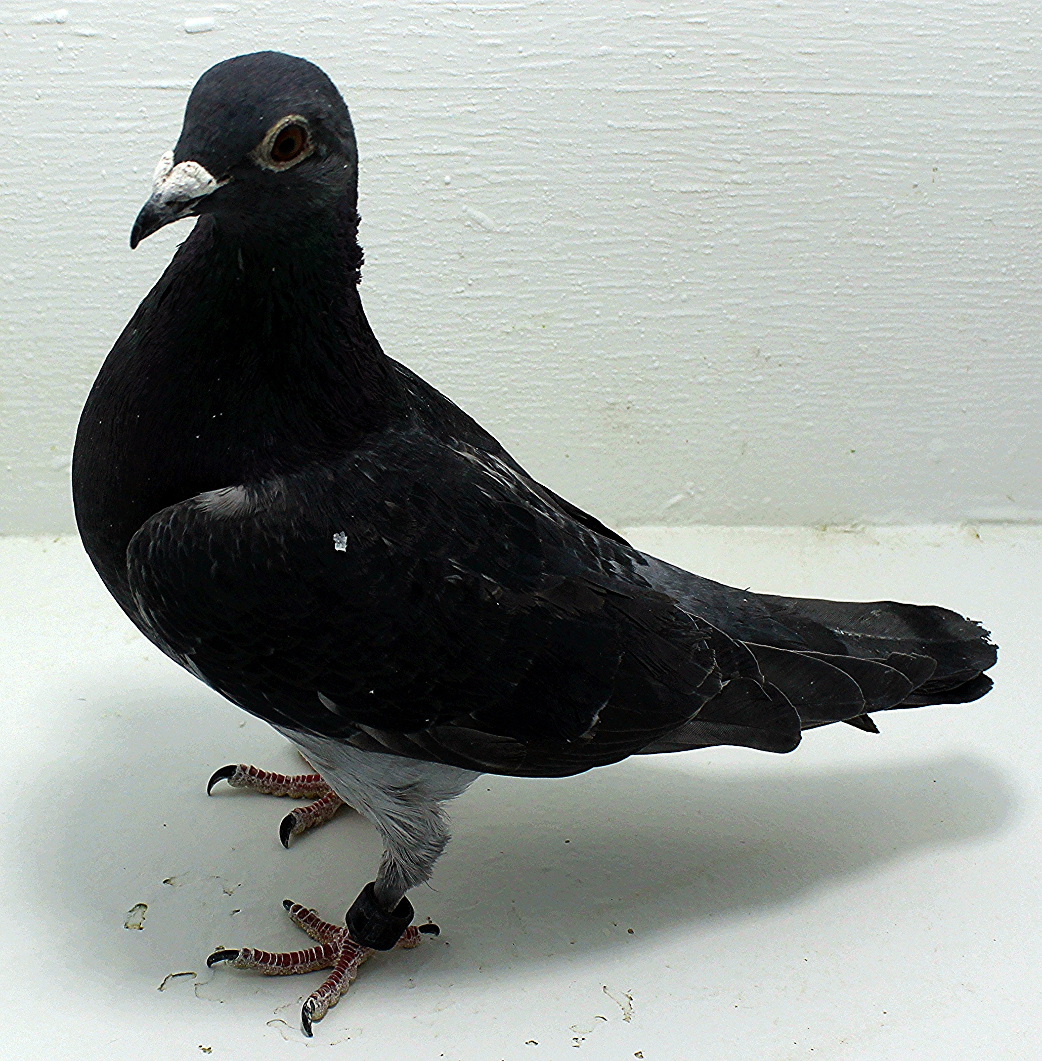 80 USA 2025 Pure Hansenne Hen