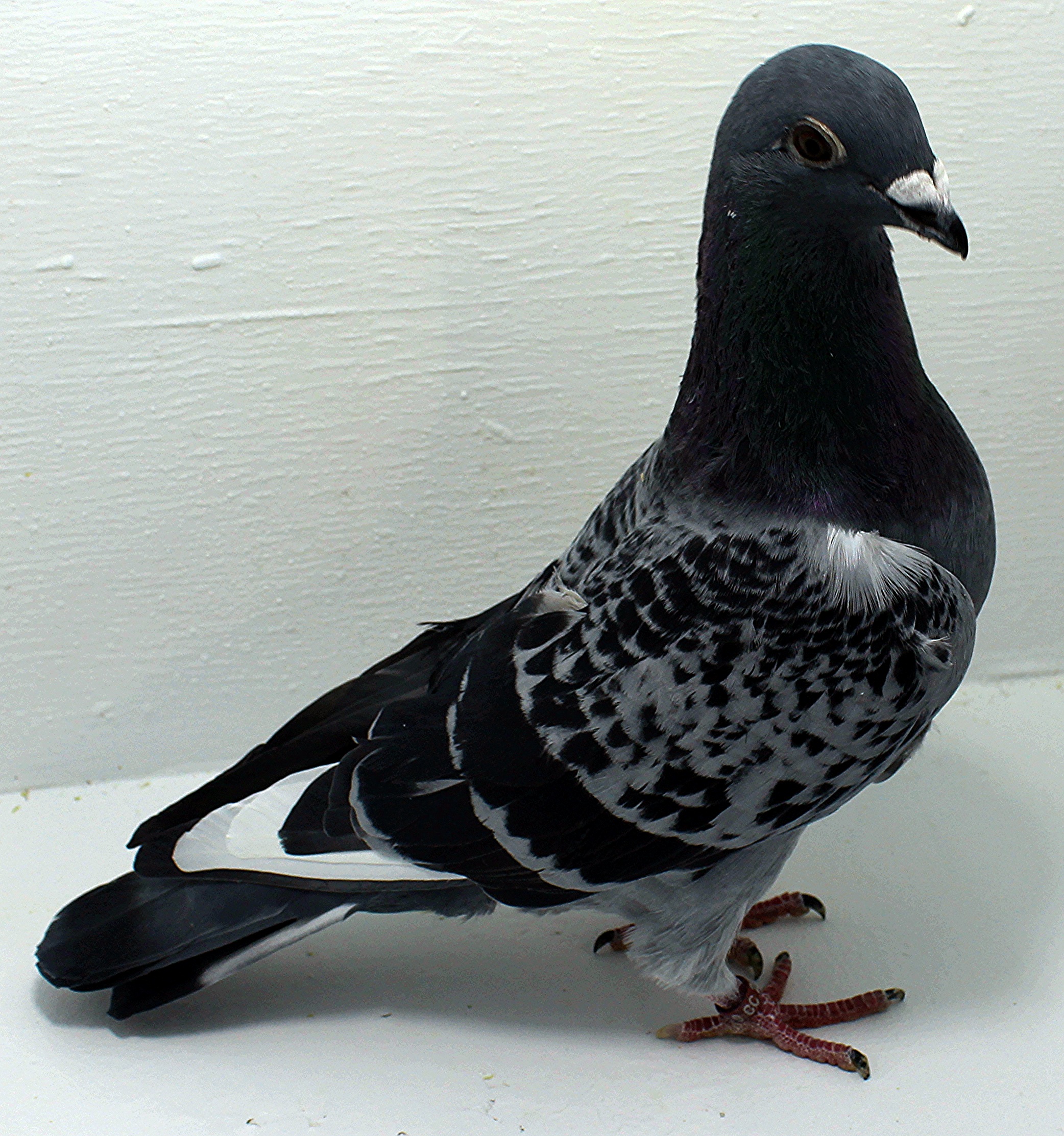 2515 NPA 2025 Pure Hansenne