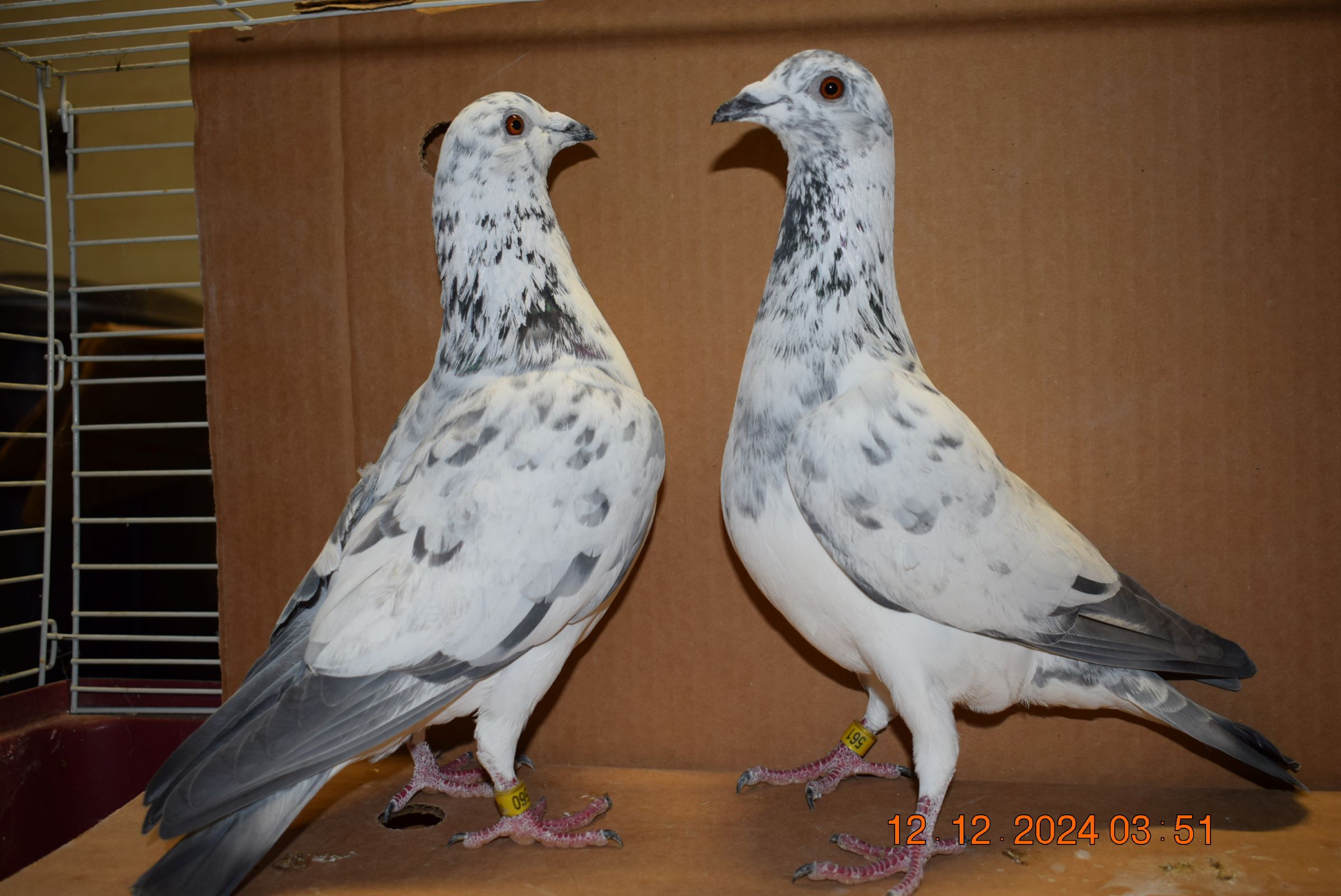 iPigeon.com - Racing Pigeon Auction