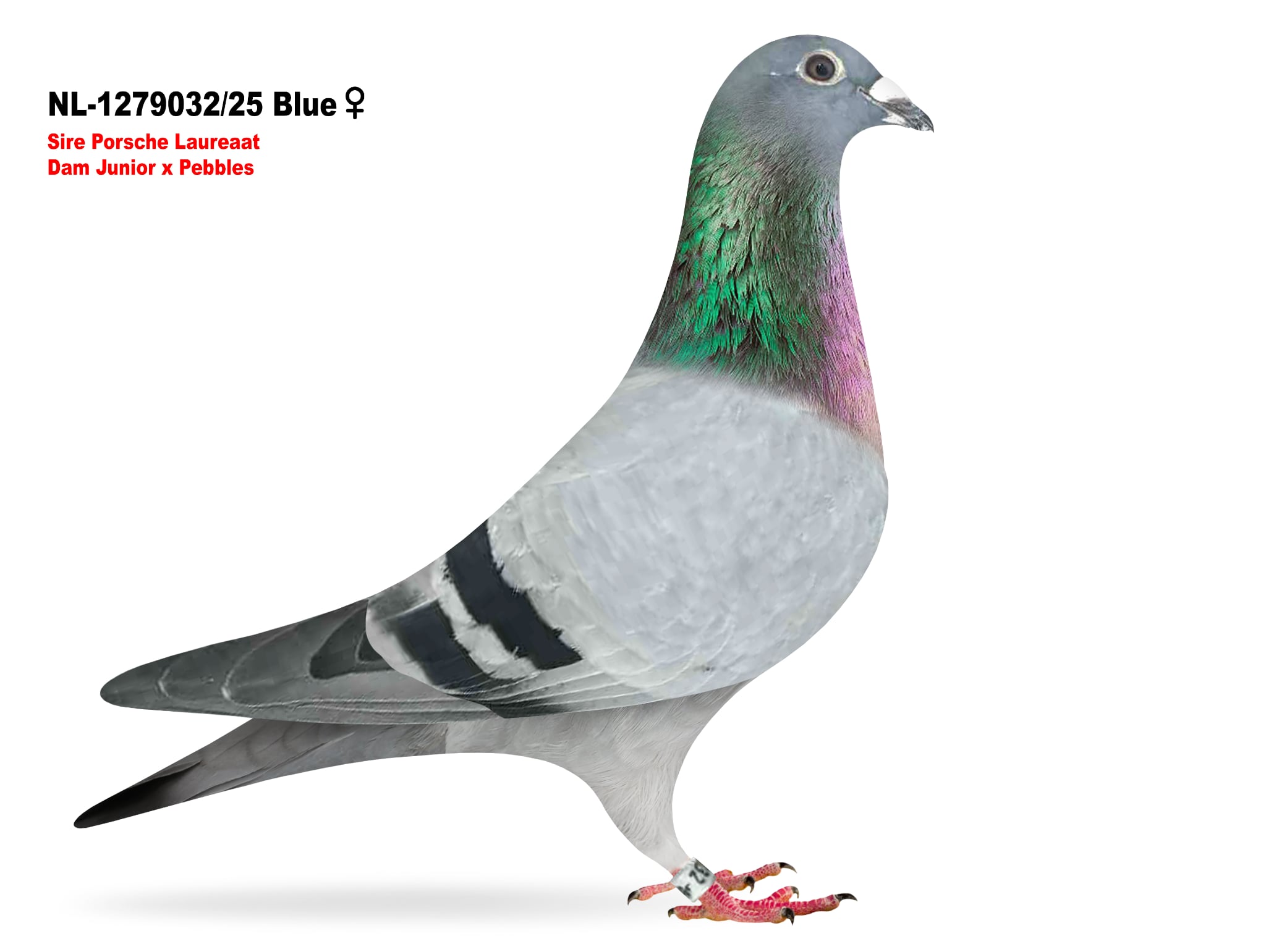 NL-1279032/25 Hen just imported Super Bloodlines