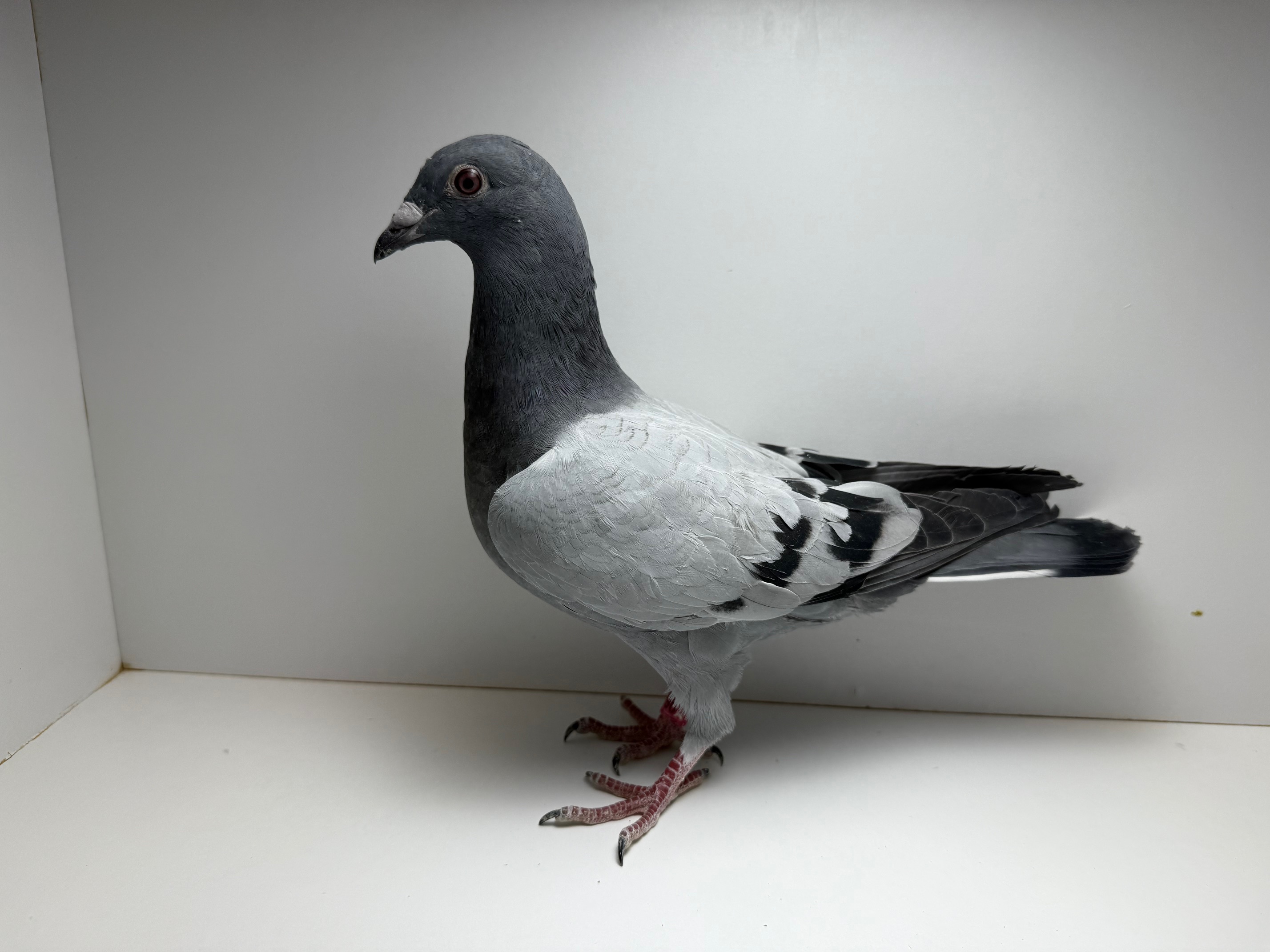 INBRED RAVEN AND SAAD GRANDKID