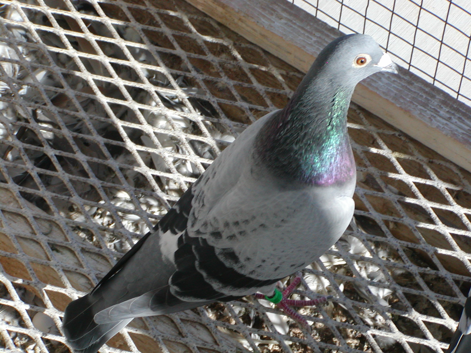 Preview Image 2