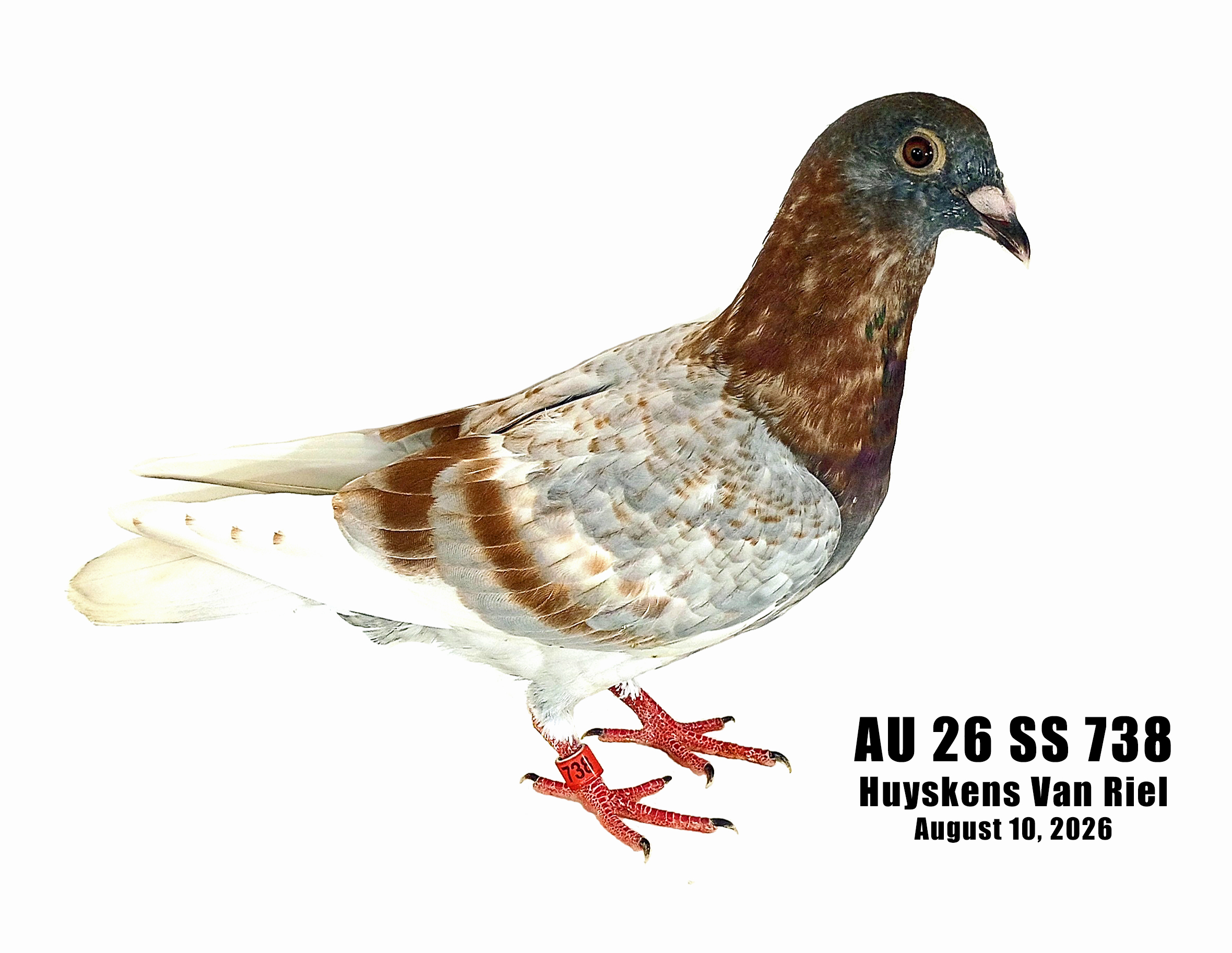 AU 26 SS 738 Jones Boys HVR