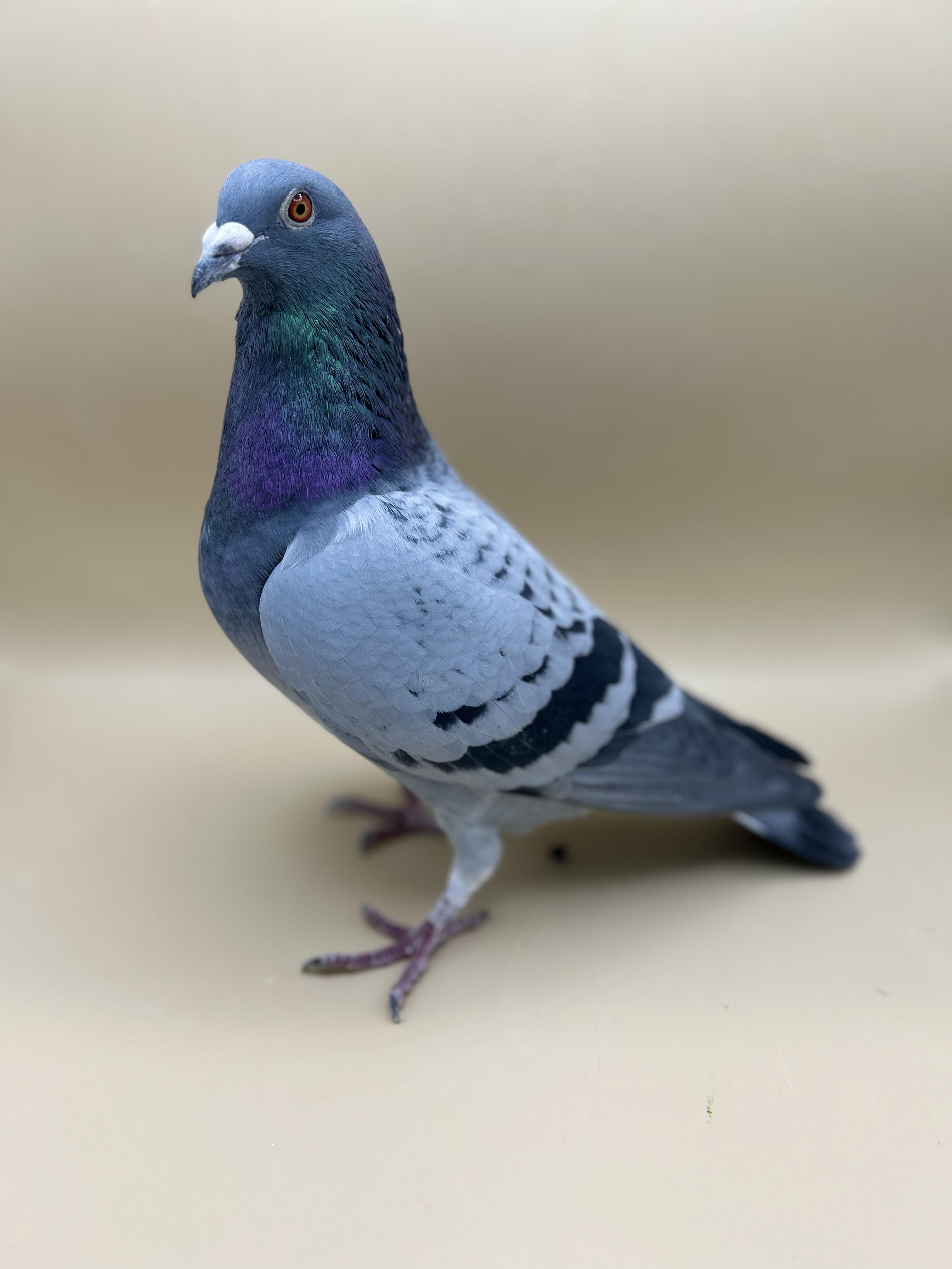 AU24 ARPU 97712 BC C