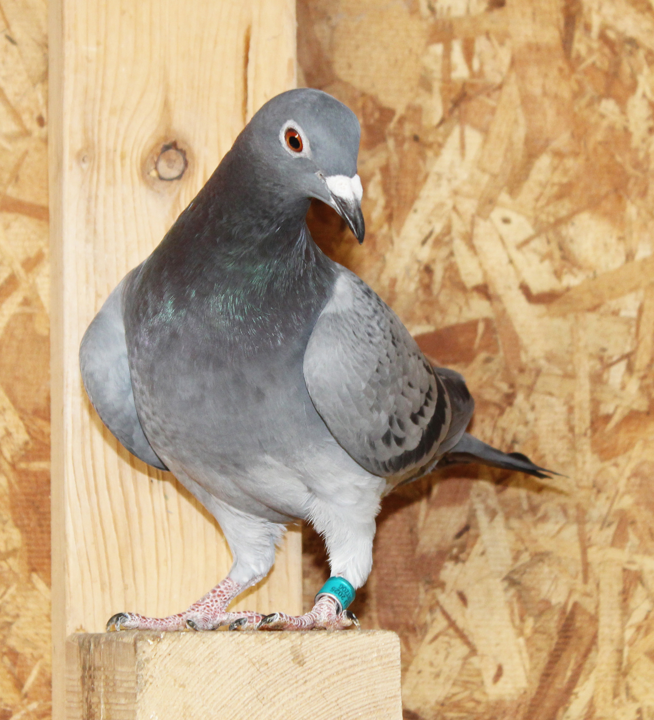 Gaby–Kannibaal–Koopman