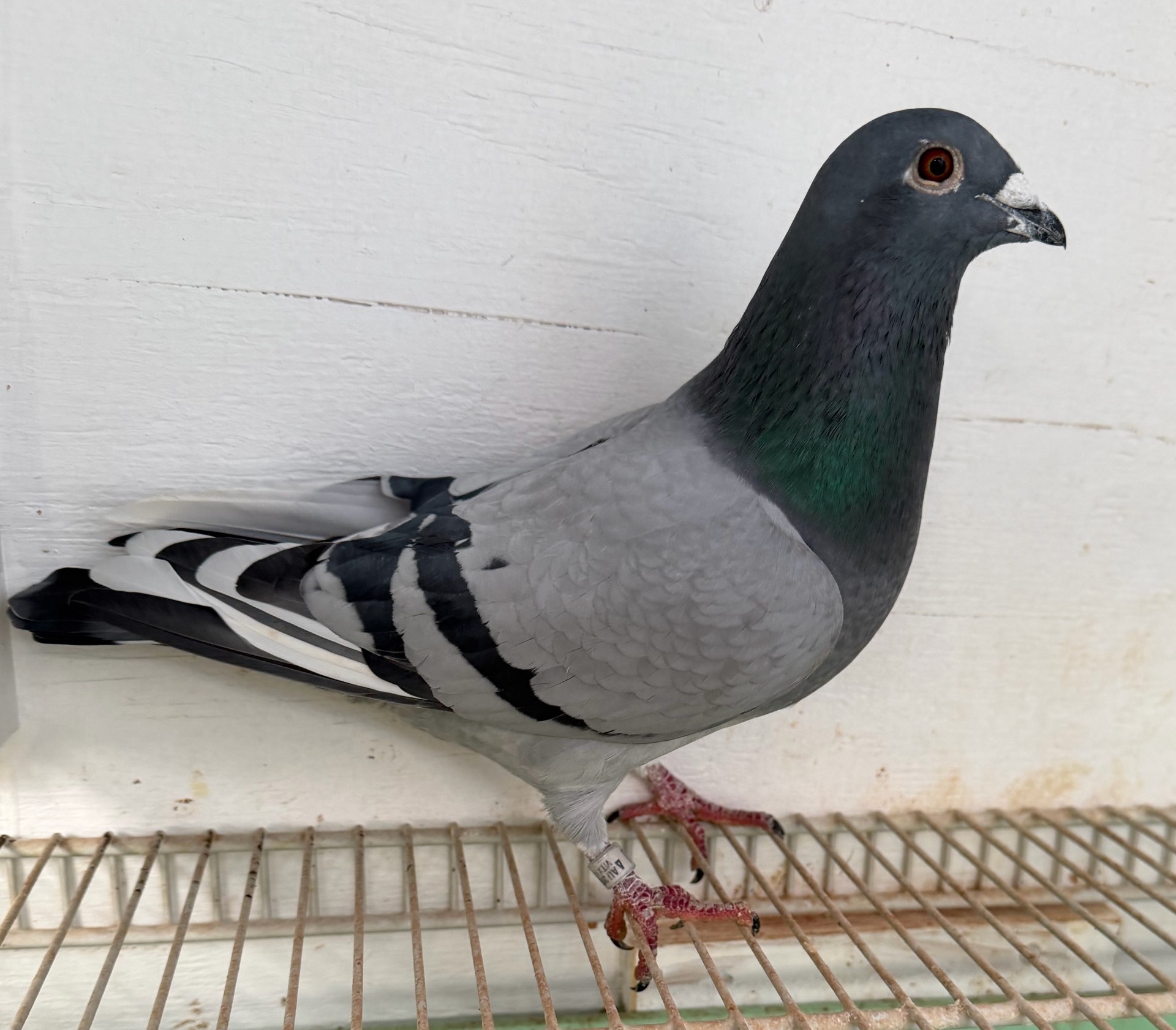 LINEBRED 1224 WITH LAST DAUGHTER HOLLY OVER LINEBRED WOLVERINE 567/566 WITH LAST DAUGHTER HOLLY.