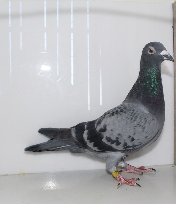 WEYER 375 - 2024 BCWF HEN
