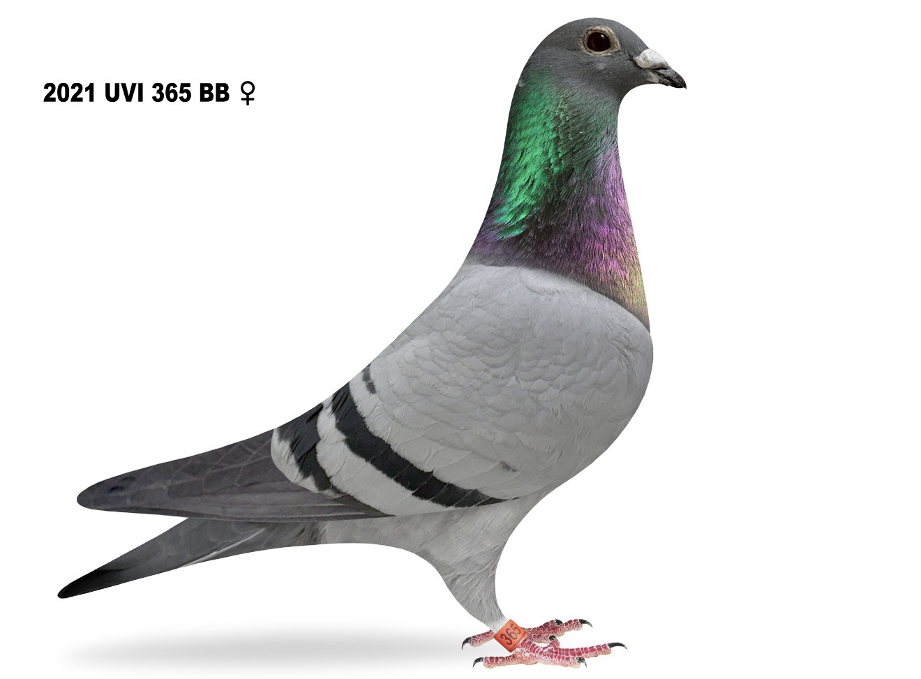 Lone Peak Loft Donation (Bred 4th place 2025 Hoosier)