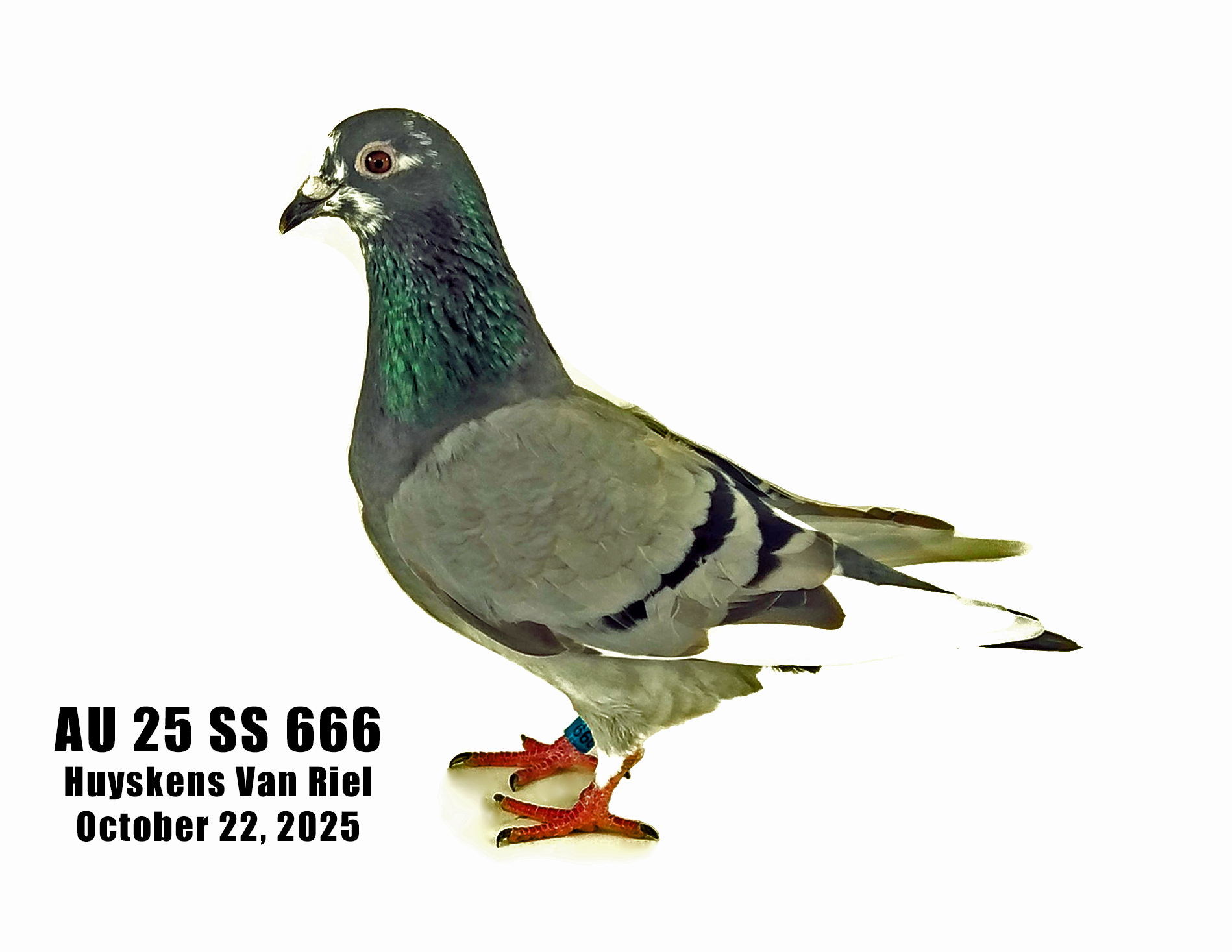 AU 25 SS 666 100% Huyskens Van Riel