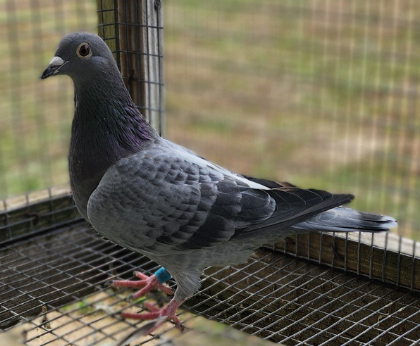 AU25 292 SLATE HEN - NEW SAGAN & QUEEN BOXSTER