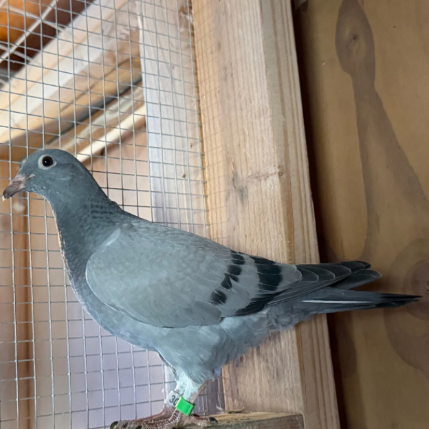 2026 NESTMATES OFF PROTEGE 