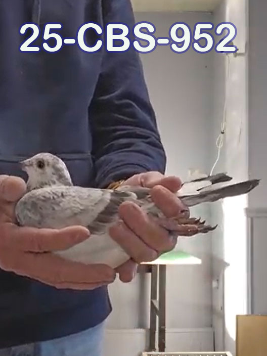 25-CBS-952 Grizzle cock