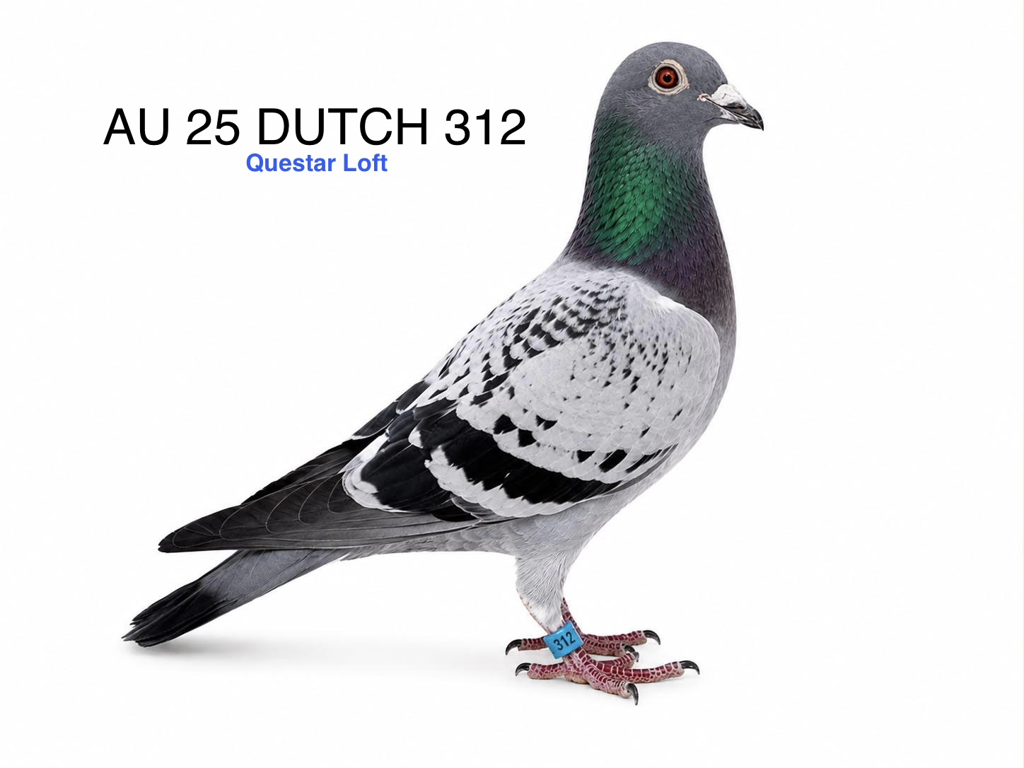 AU 25 DUTCH 312, Blue Check Cock