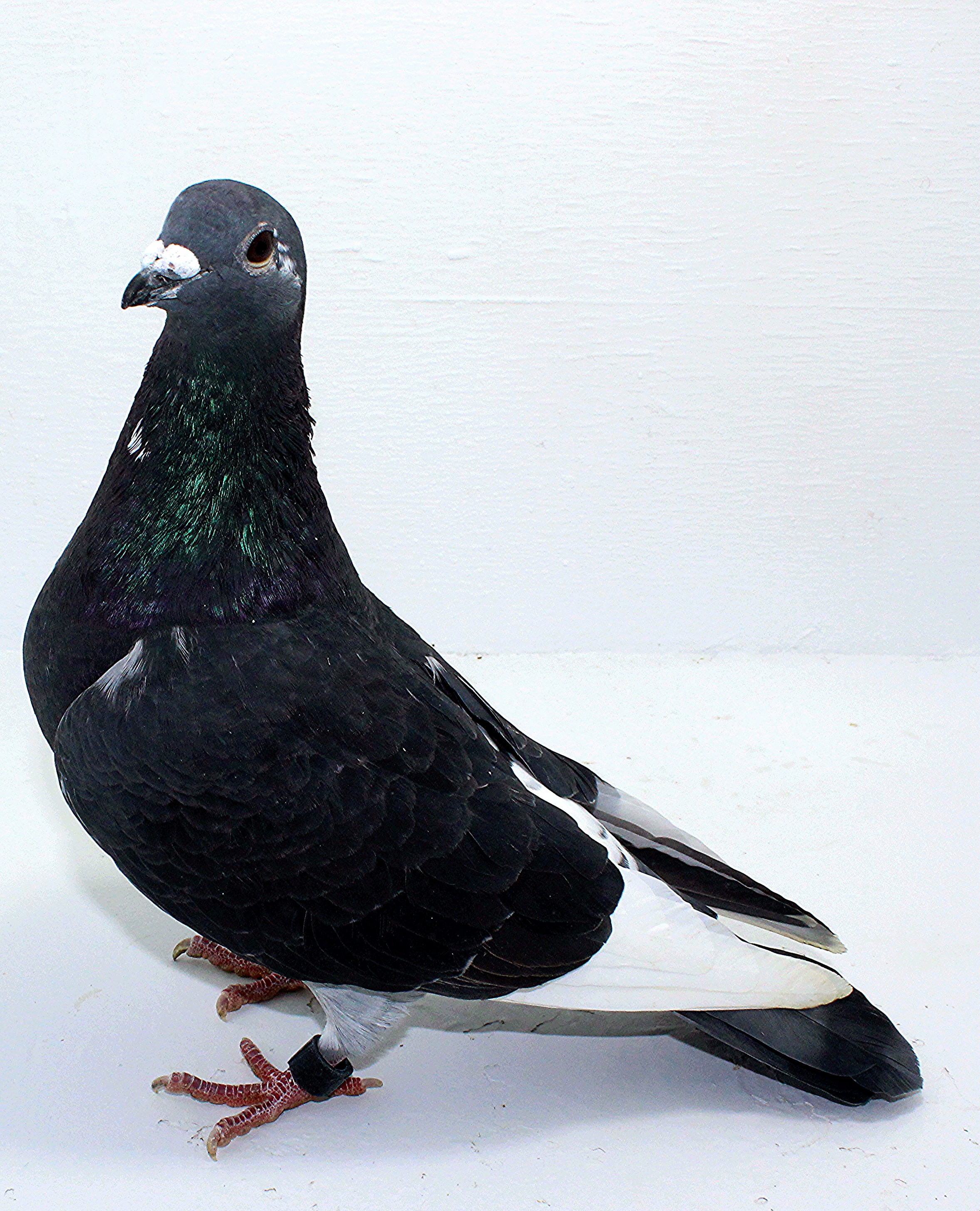 AU 41465 AA 2025 Pure Hansenne