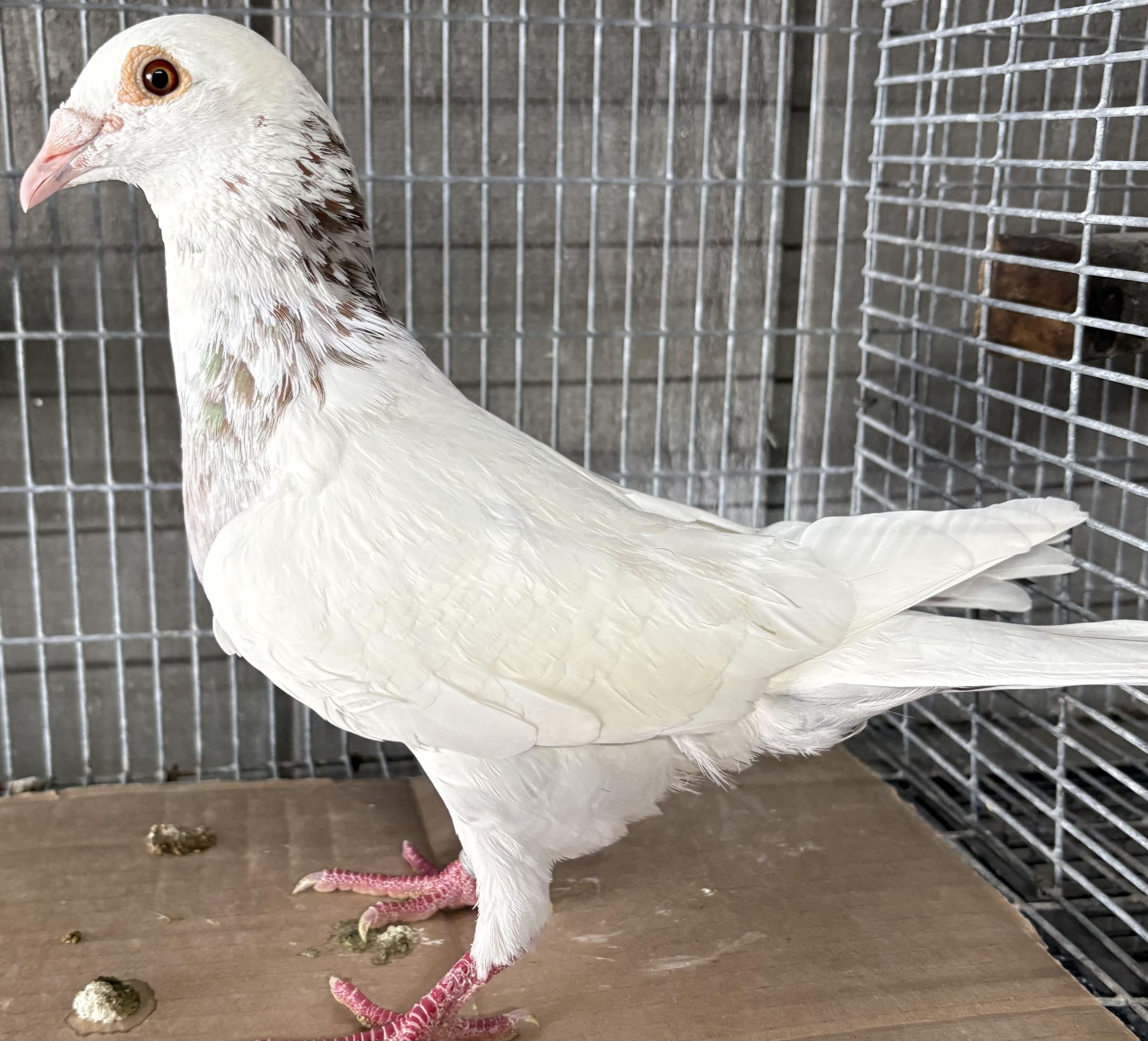 Griz Cock