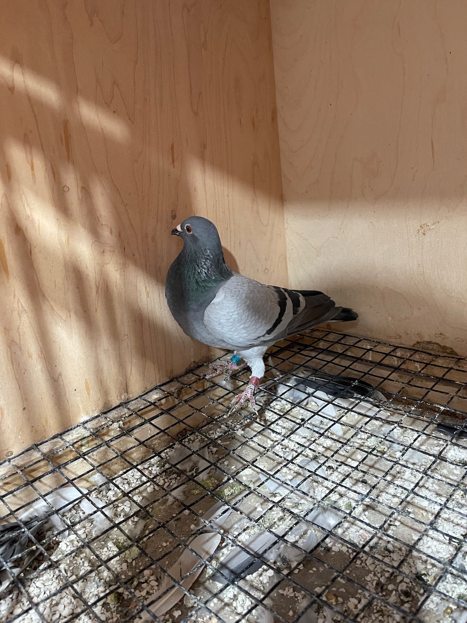 Olr blood plus tested young birds