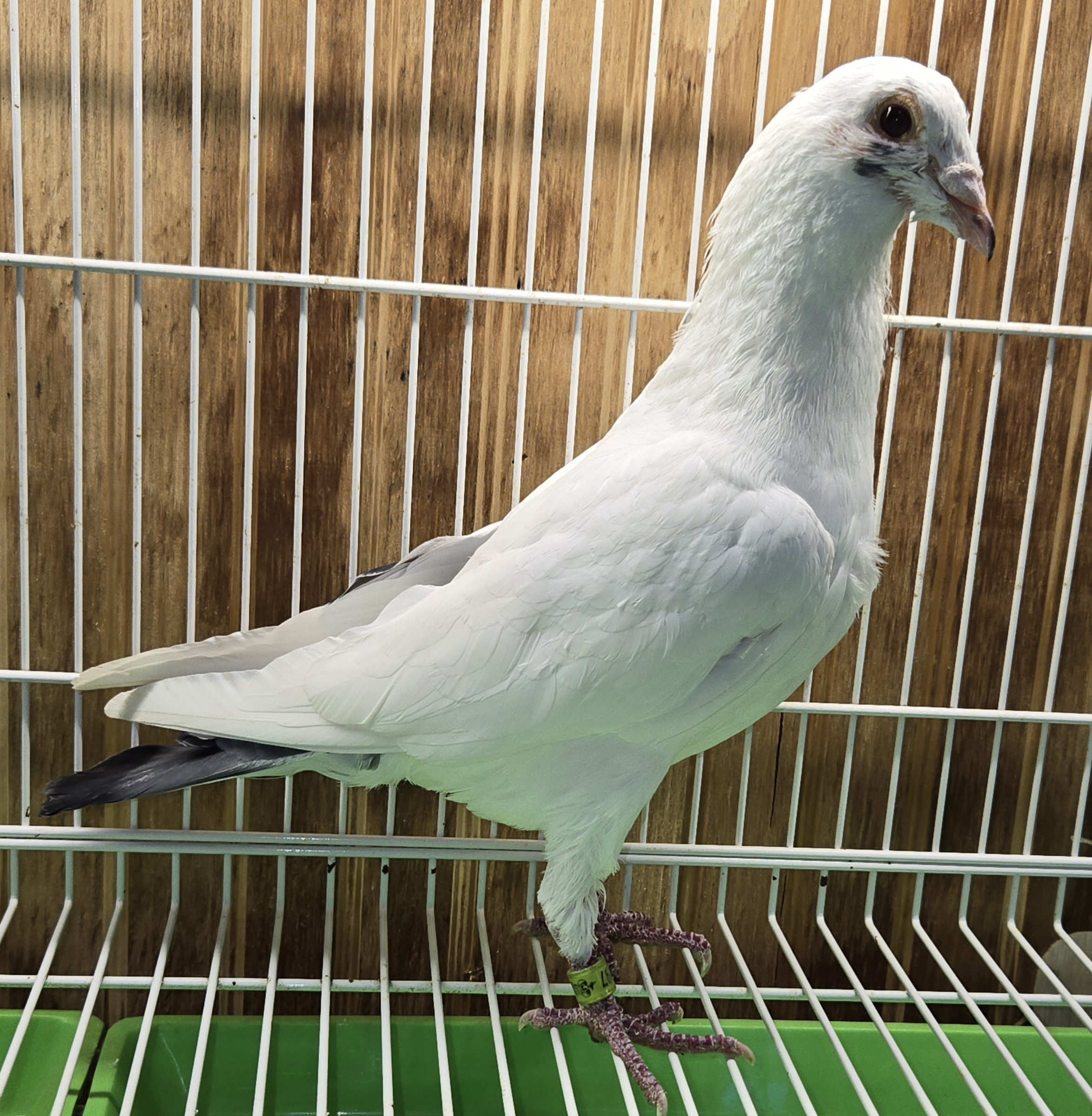 DV-6967-23-997 Splash Cock