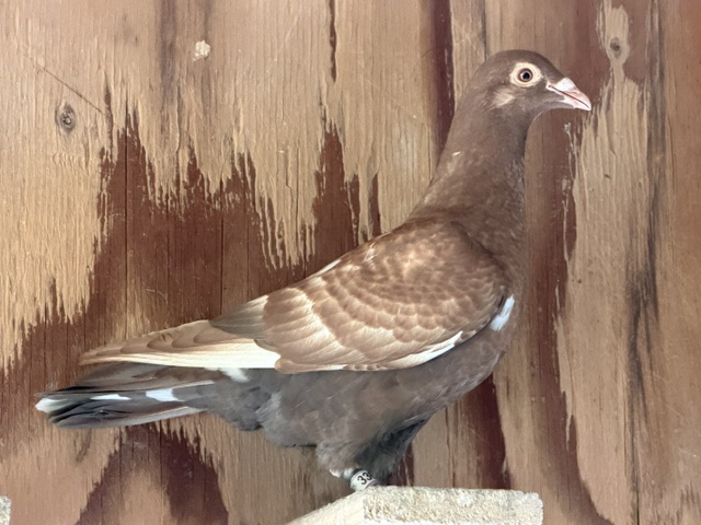 2026 YOUNG BIRDS - RECESSIVE RED MEULEMANS