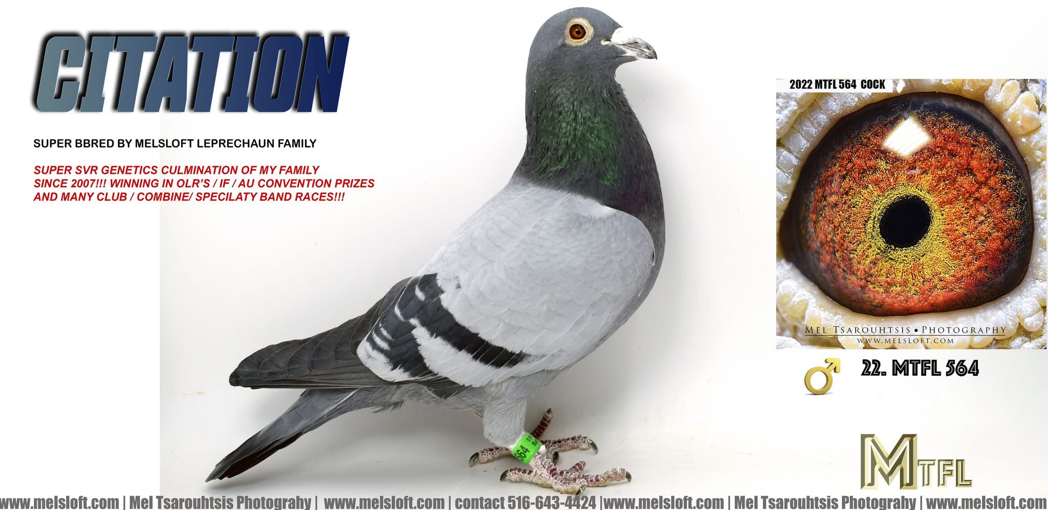 2022 MTFL 564 bb cock CITATION FOUNDATION QUALITY