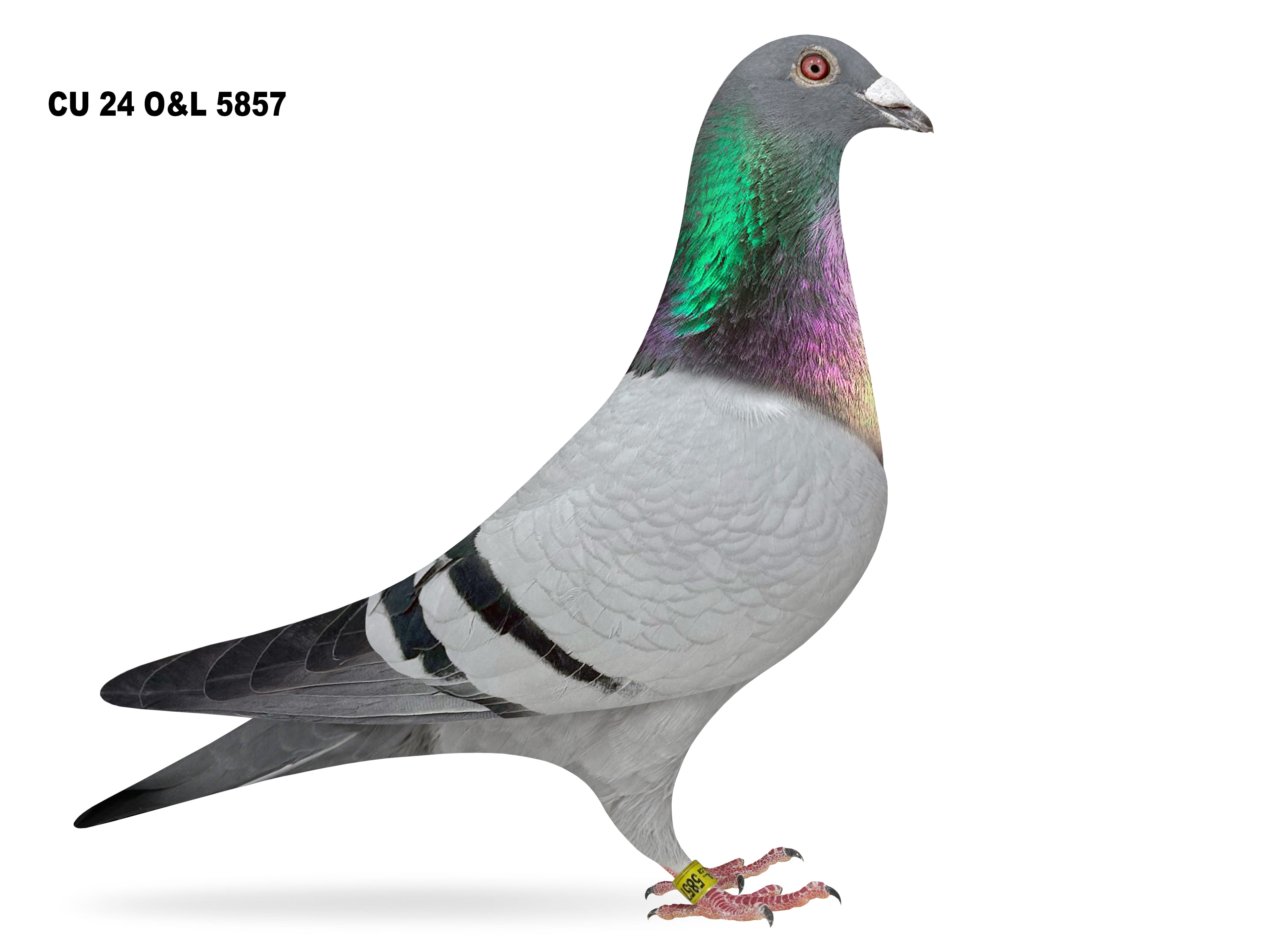 Lot 7 – CU 24 O&L 5857 BB Cock