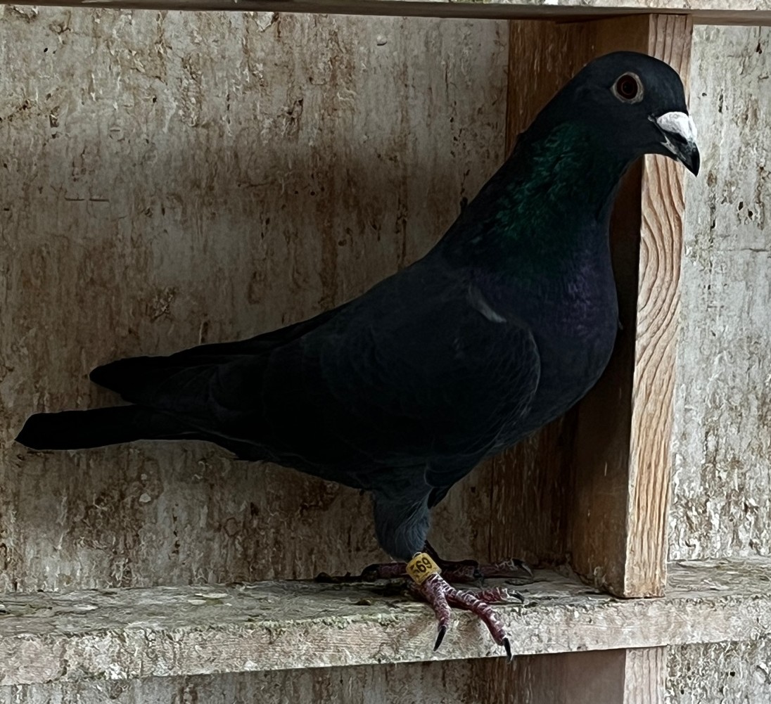 24-LSL-566 - Black Cock