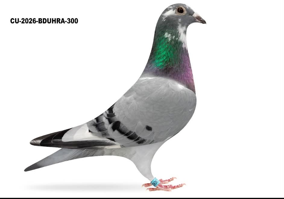 CU 26 BDUHRA 300 BBsp H