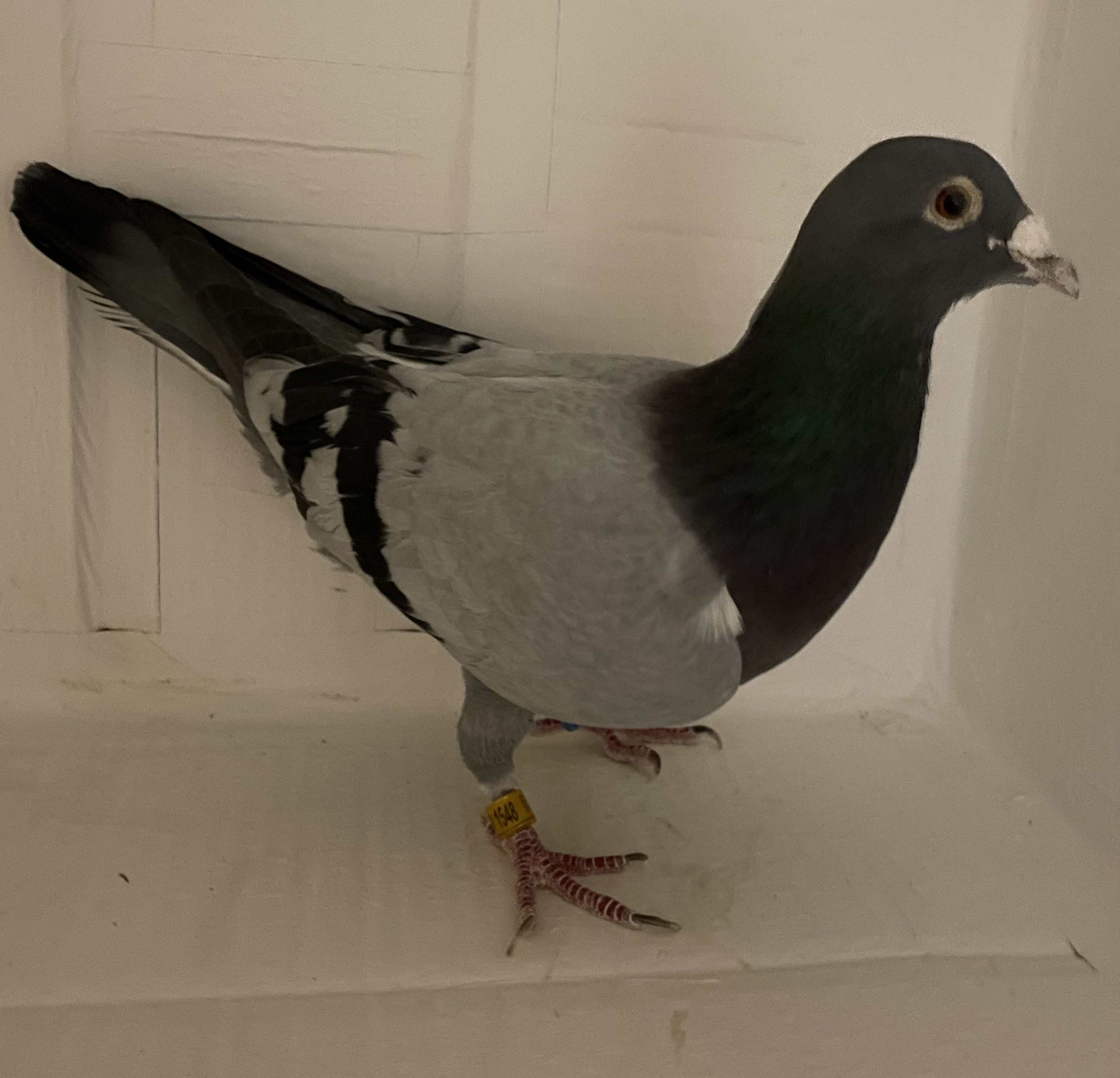 2022 El Vicho 1548 BBC