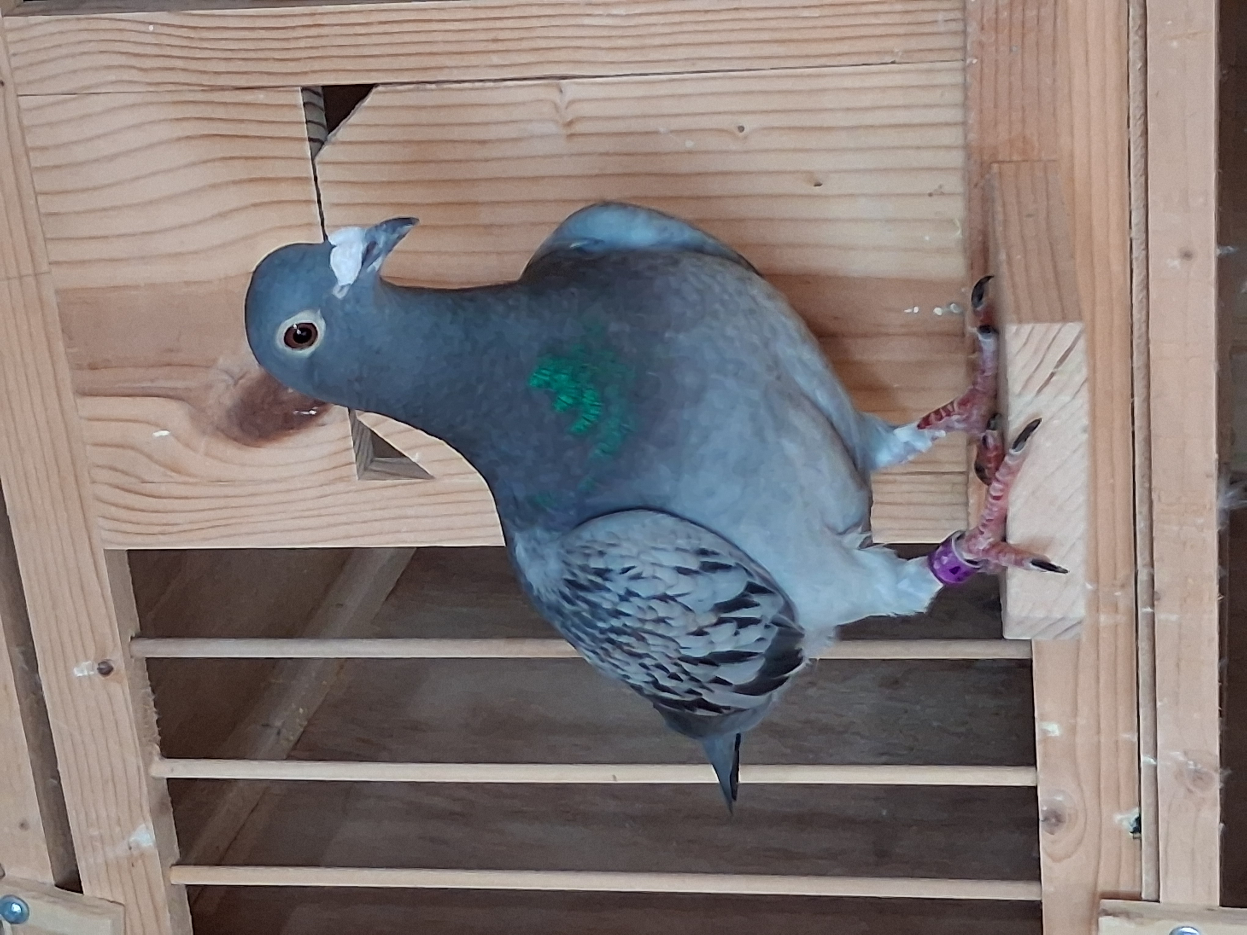 Heavy inbred 611 Hen 