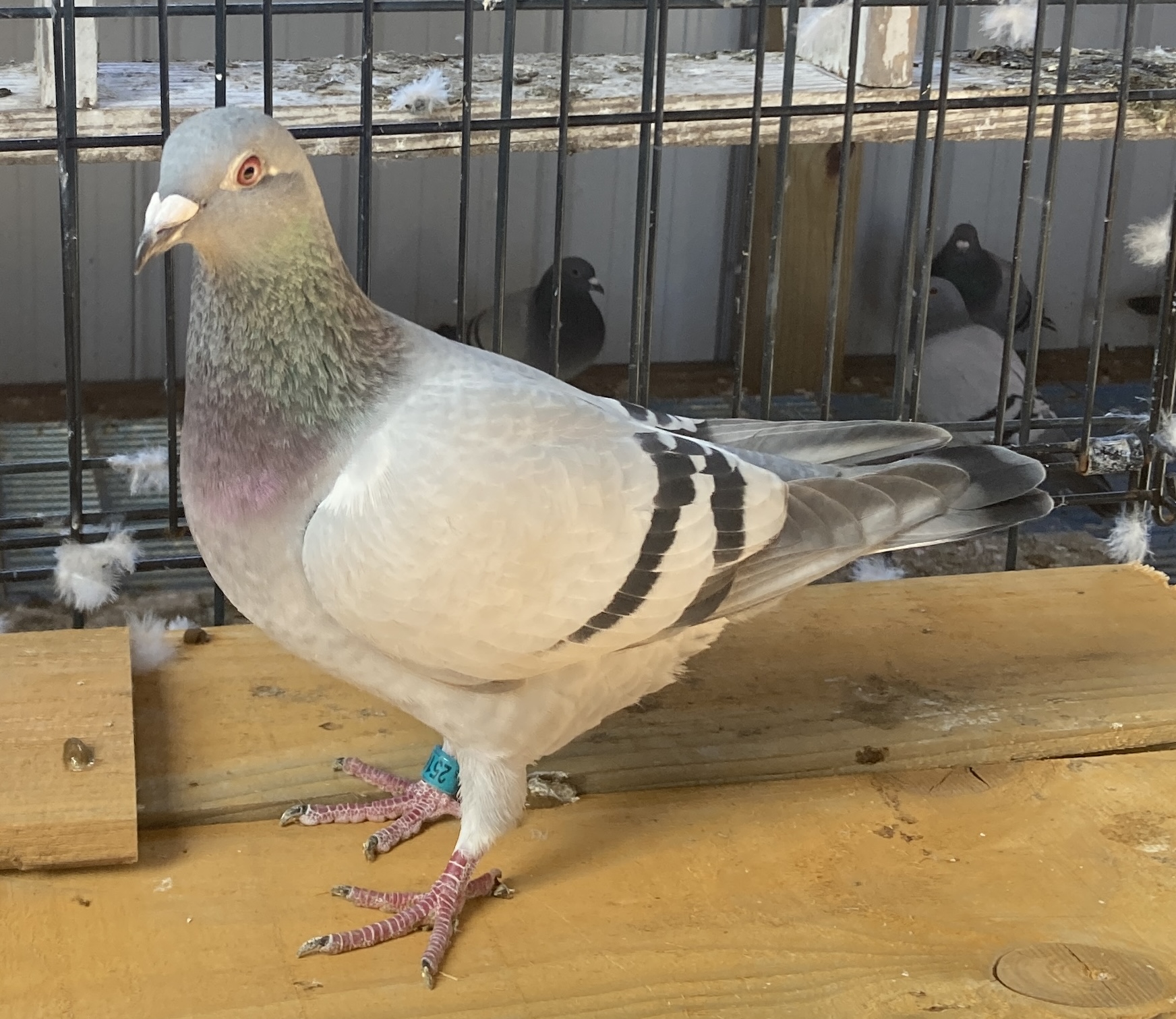 2025 LEWIS LOFTS 2510 BB H