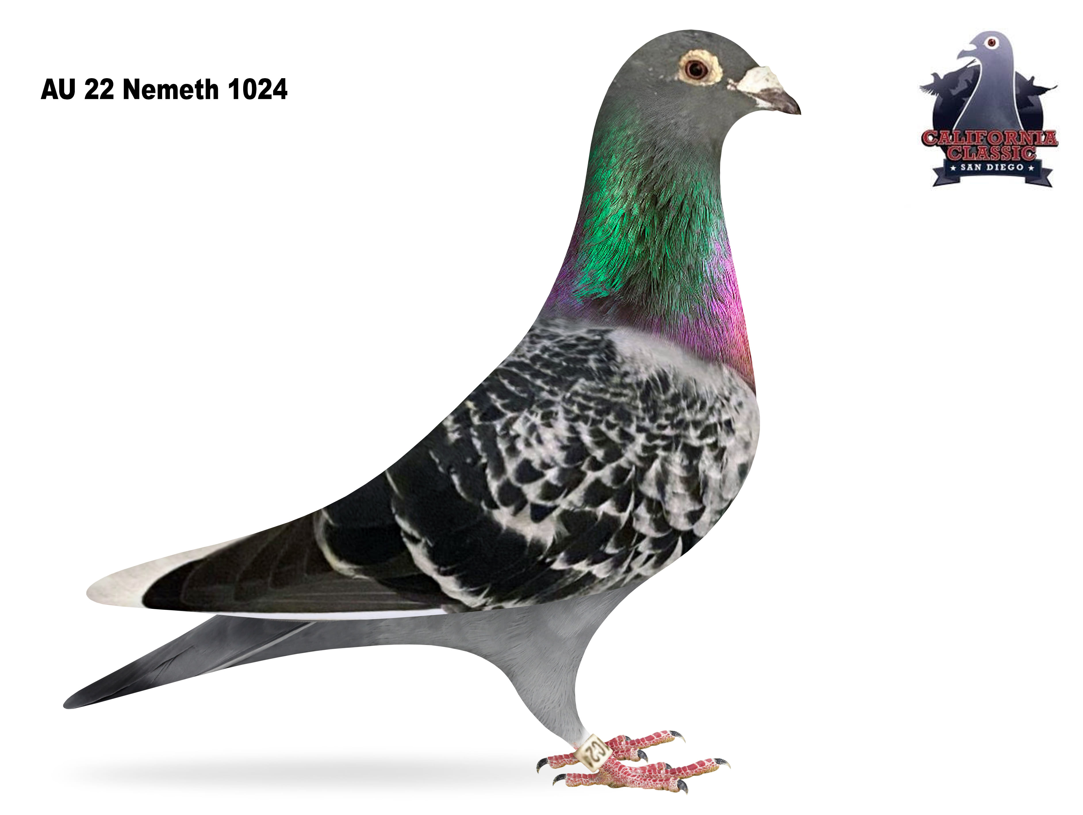 Lot 47. 2022 Nemeth 1024 Cock