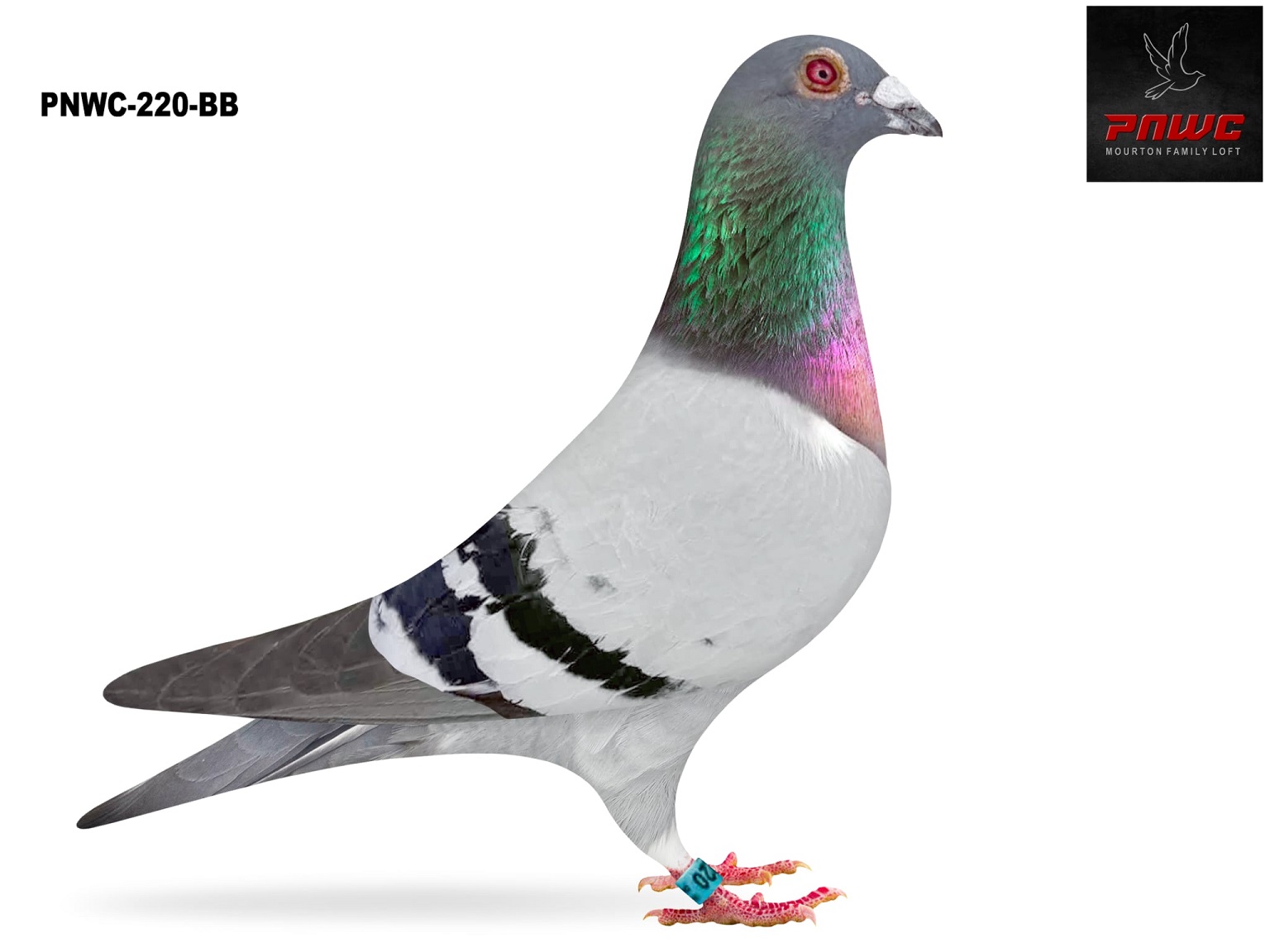PNWC-220-25 BB COCK
