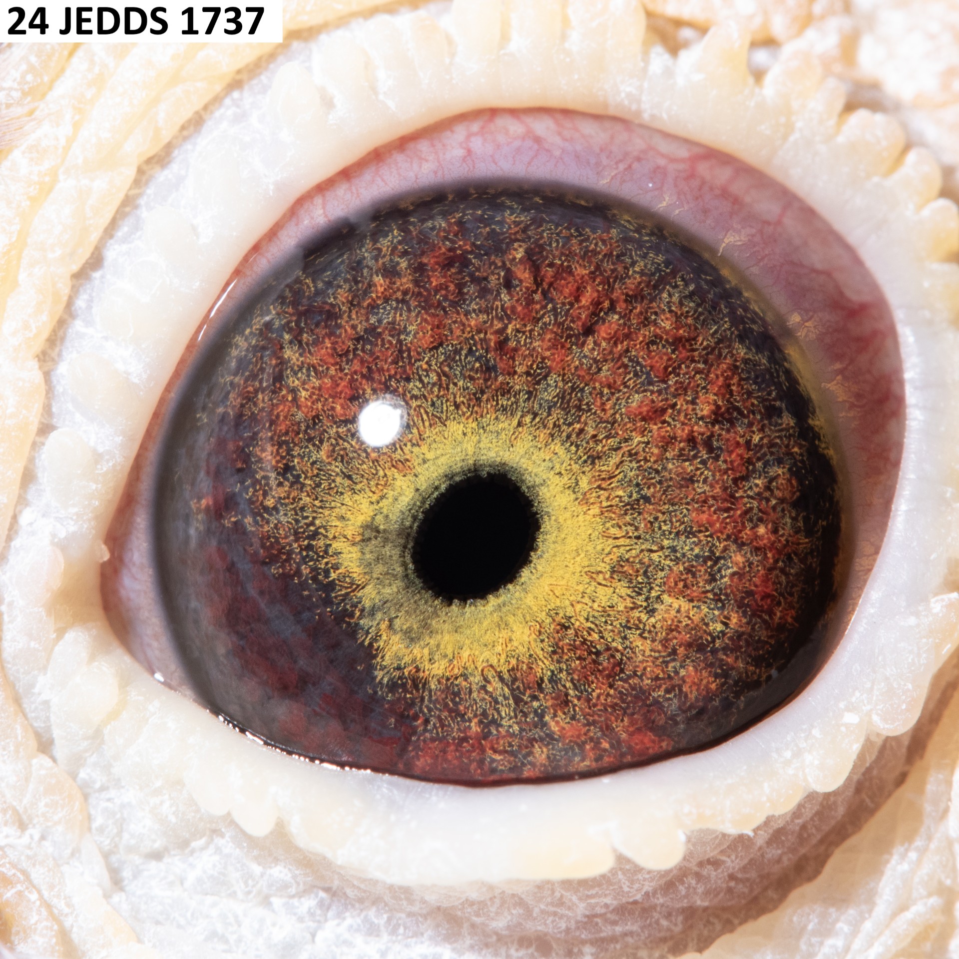 Preview Image 2