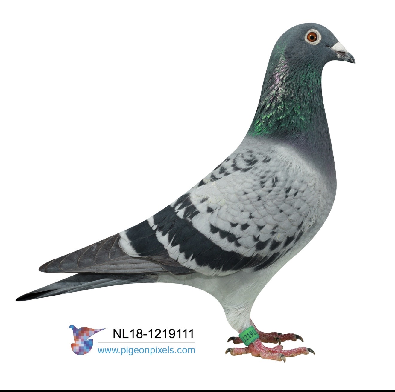 NL2018-1219111 CHEQUER HEN, 
INBRED HARRY X BLIKSEM