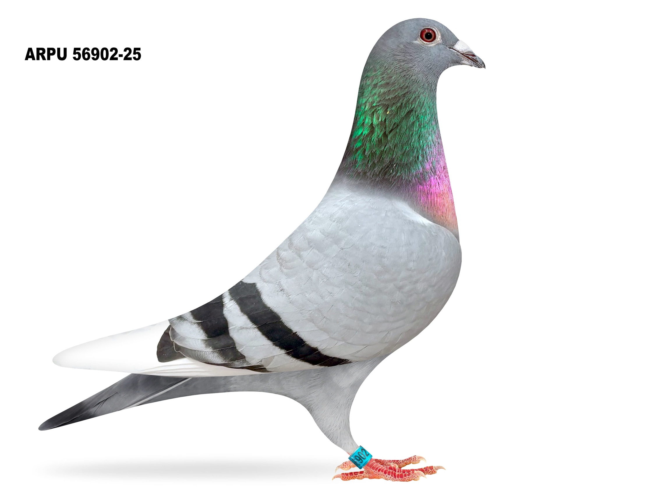 iPigeon.com - Racing Pigeon Auction