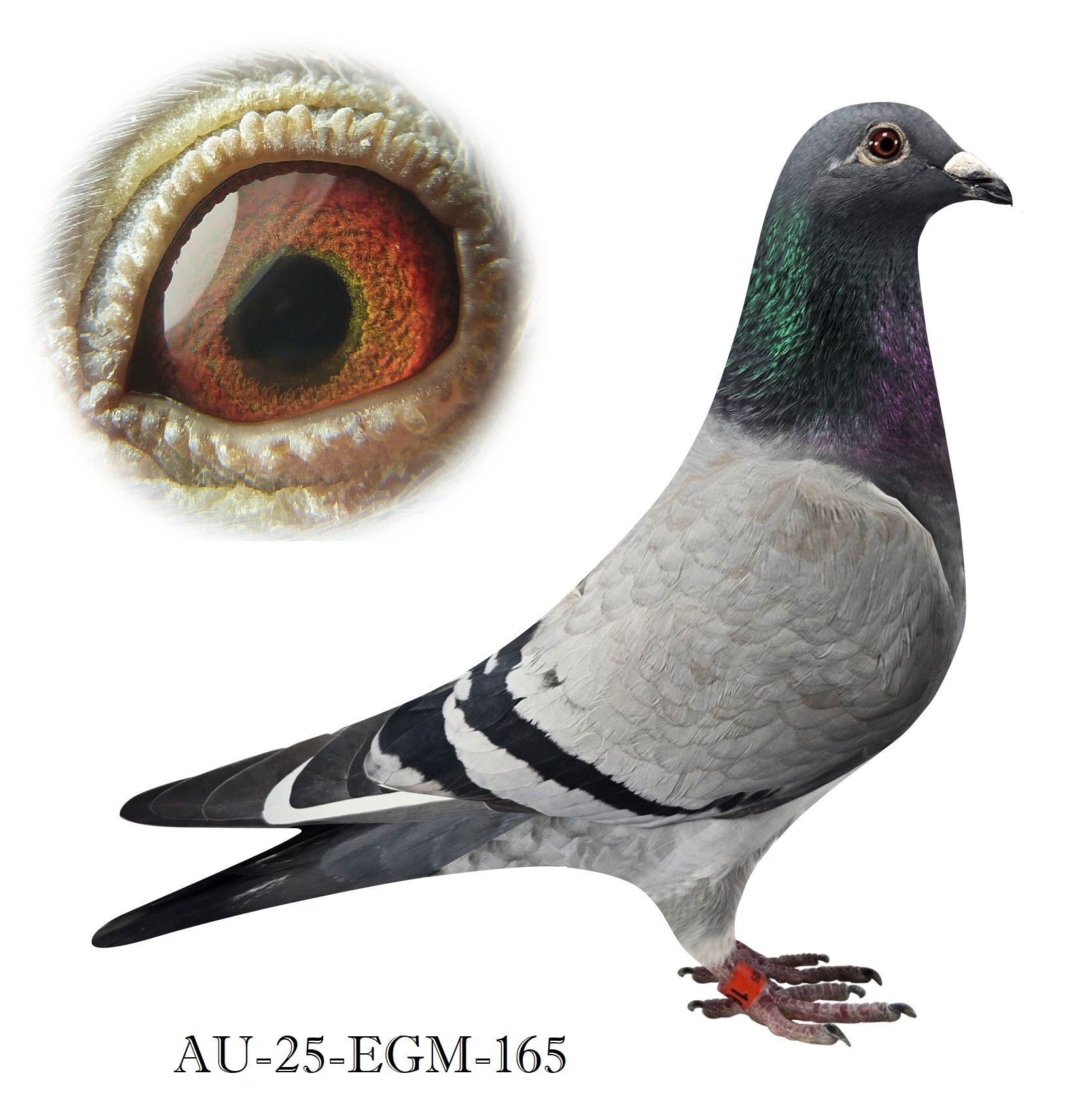 BBWF Hen. Sister to 4 x 1st Champion Birds and many winners