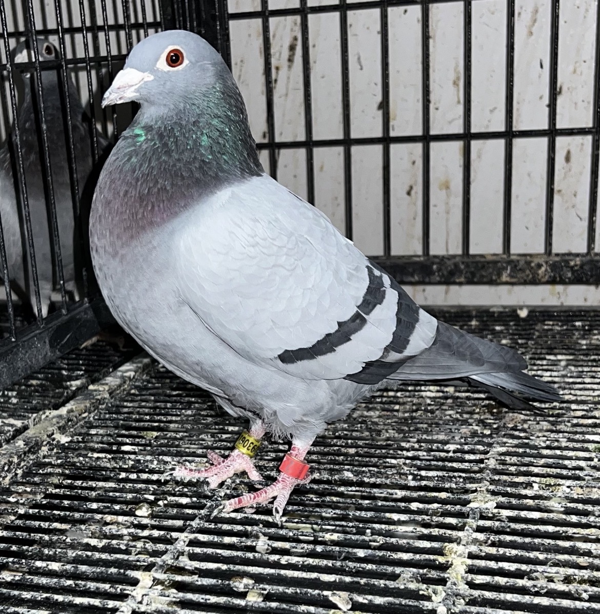 Import Herman Brinkman Cock