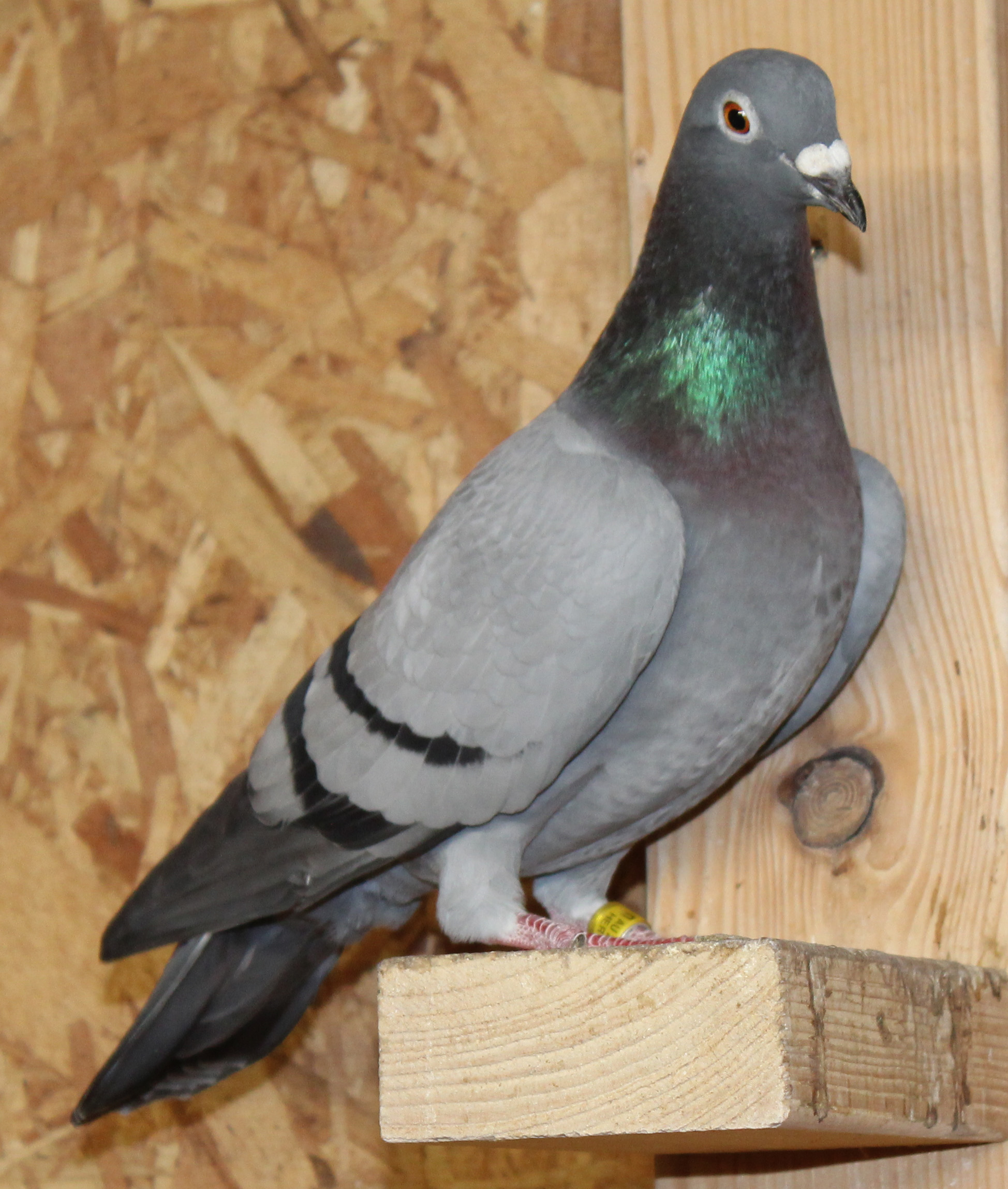 Sagan lines, Bred from Proven Breeders who bred top pigeons. 