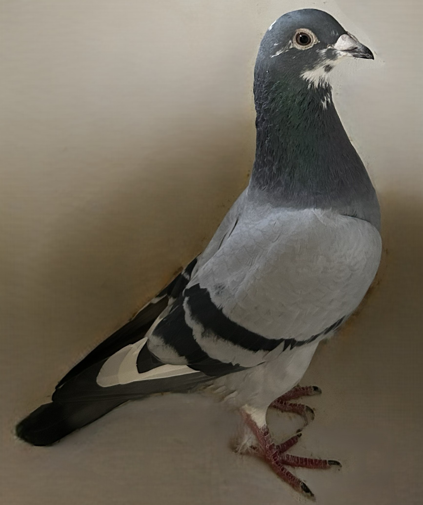 VL 7-18 BB WFPD Hen