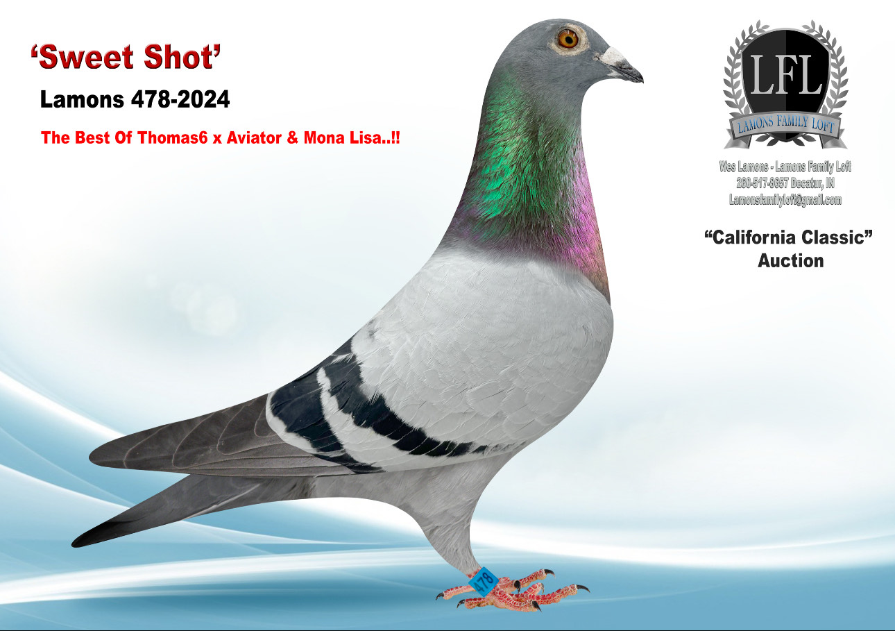 Lot 34. 2024 Lamons 478 Hen