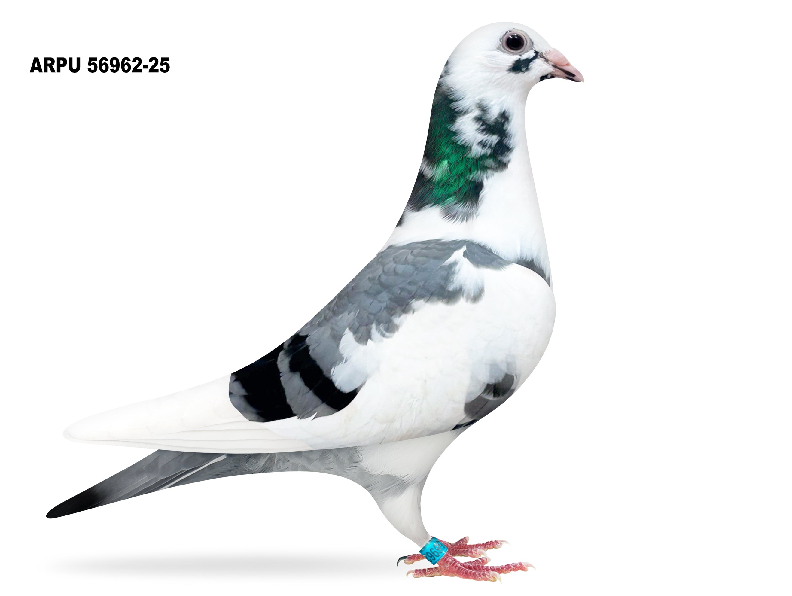 ARPU 56962-25 PIED HEN
