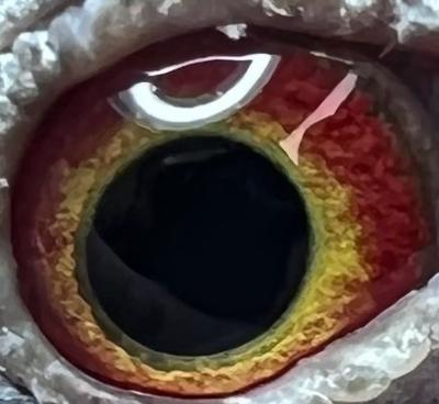 Preview Image 2