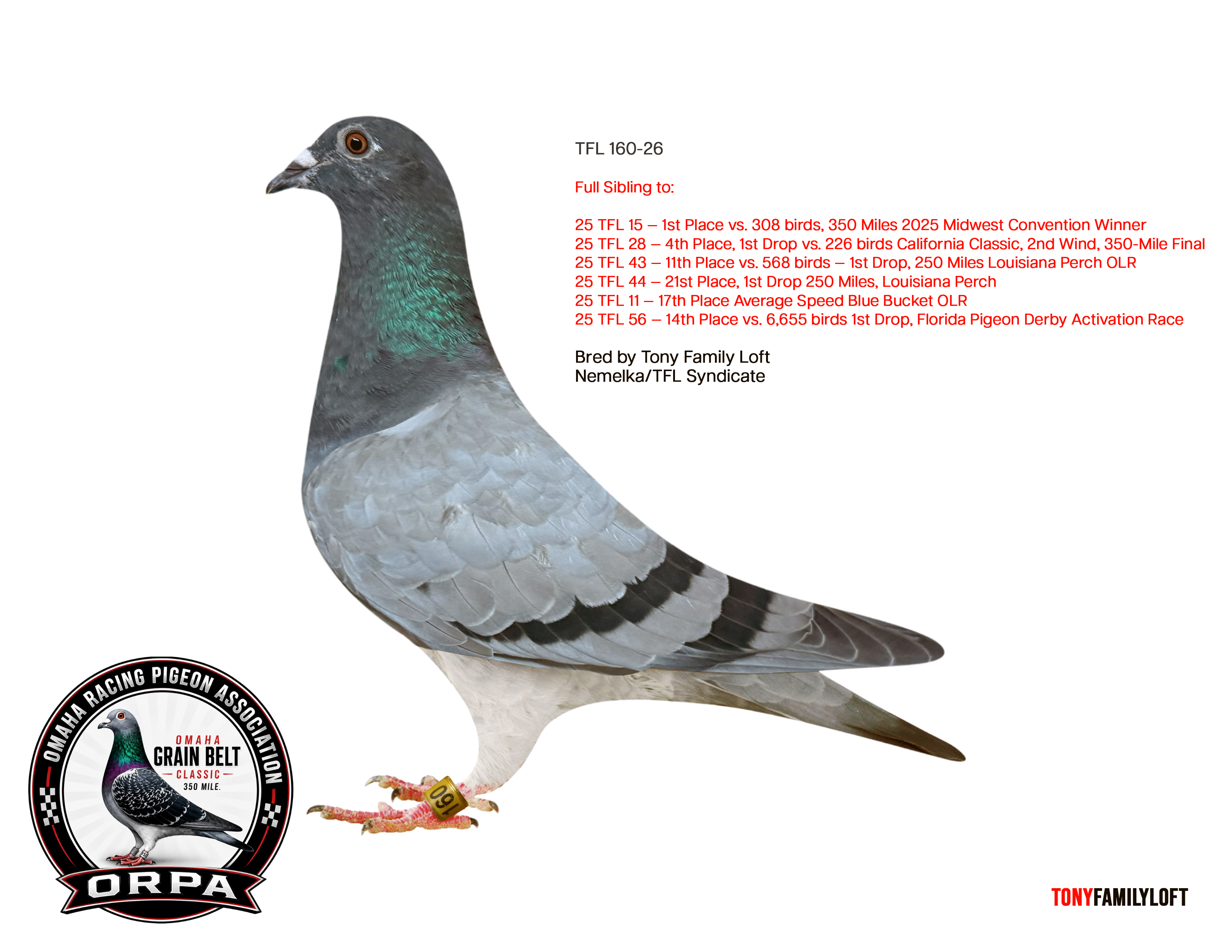 AU 26 TFL 160 Hen