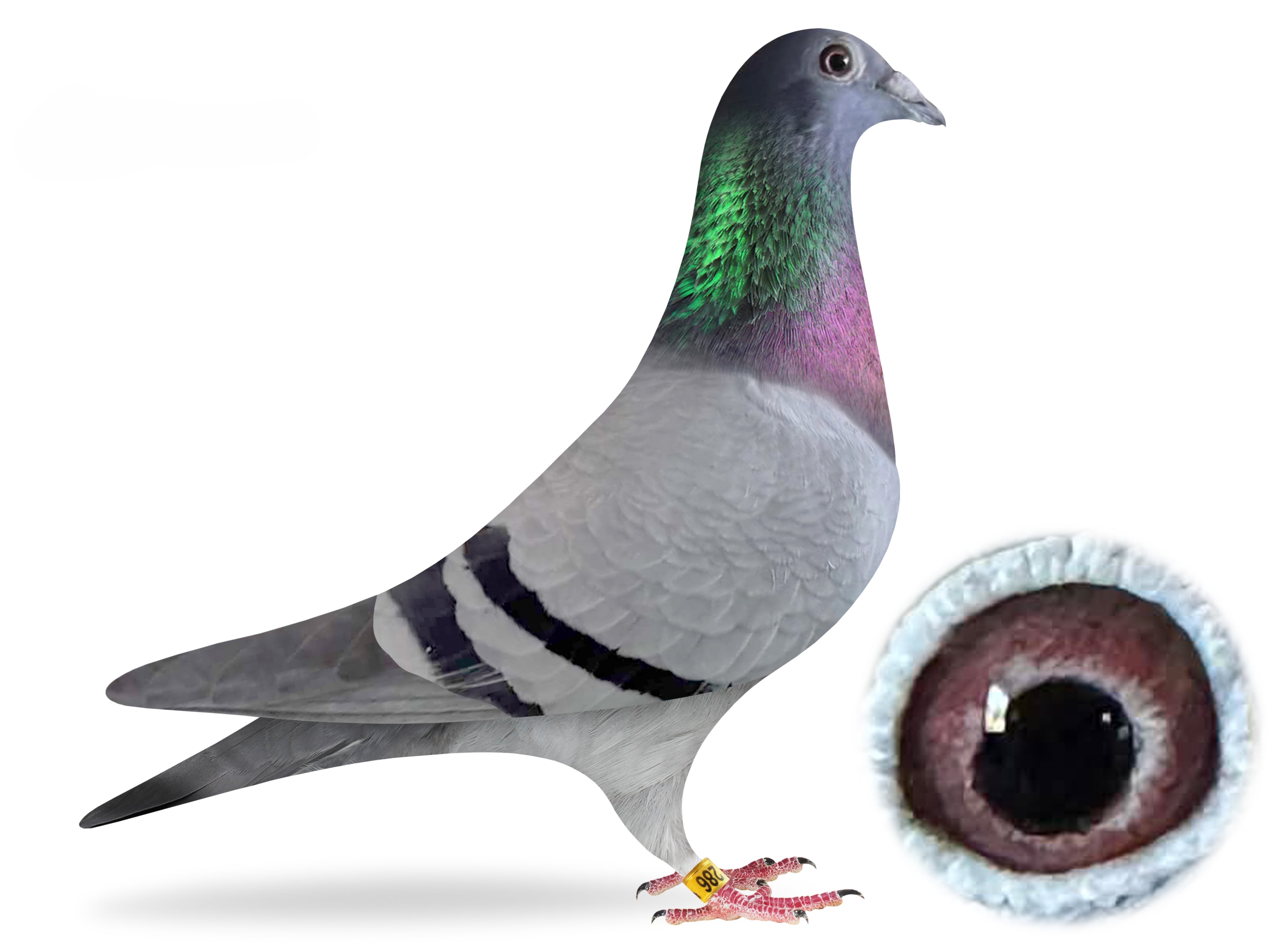 Donated by Butch Shoop for Ladies Auxiliary