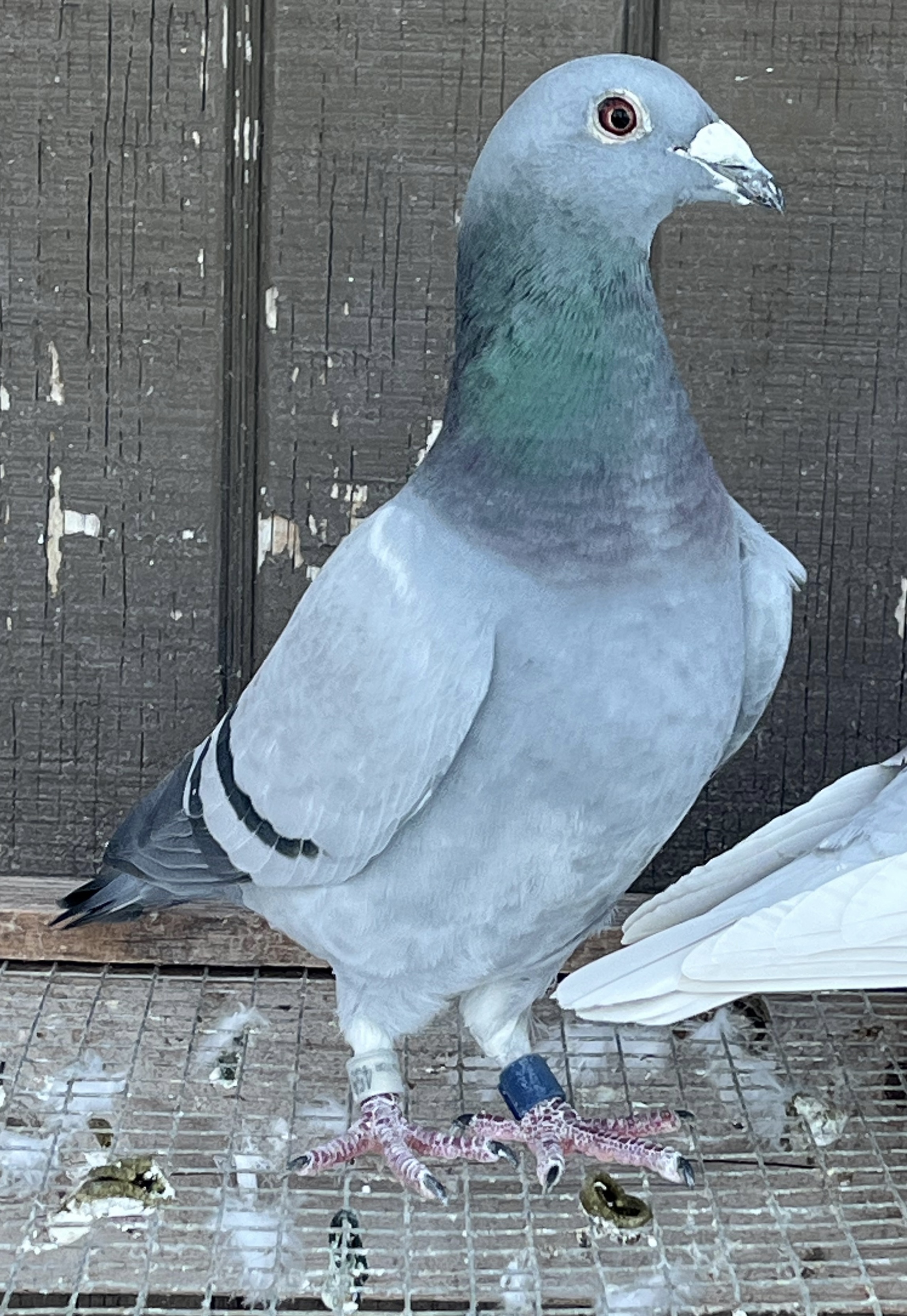 Great Houben Janssen hen 