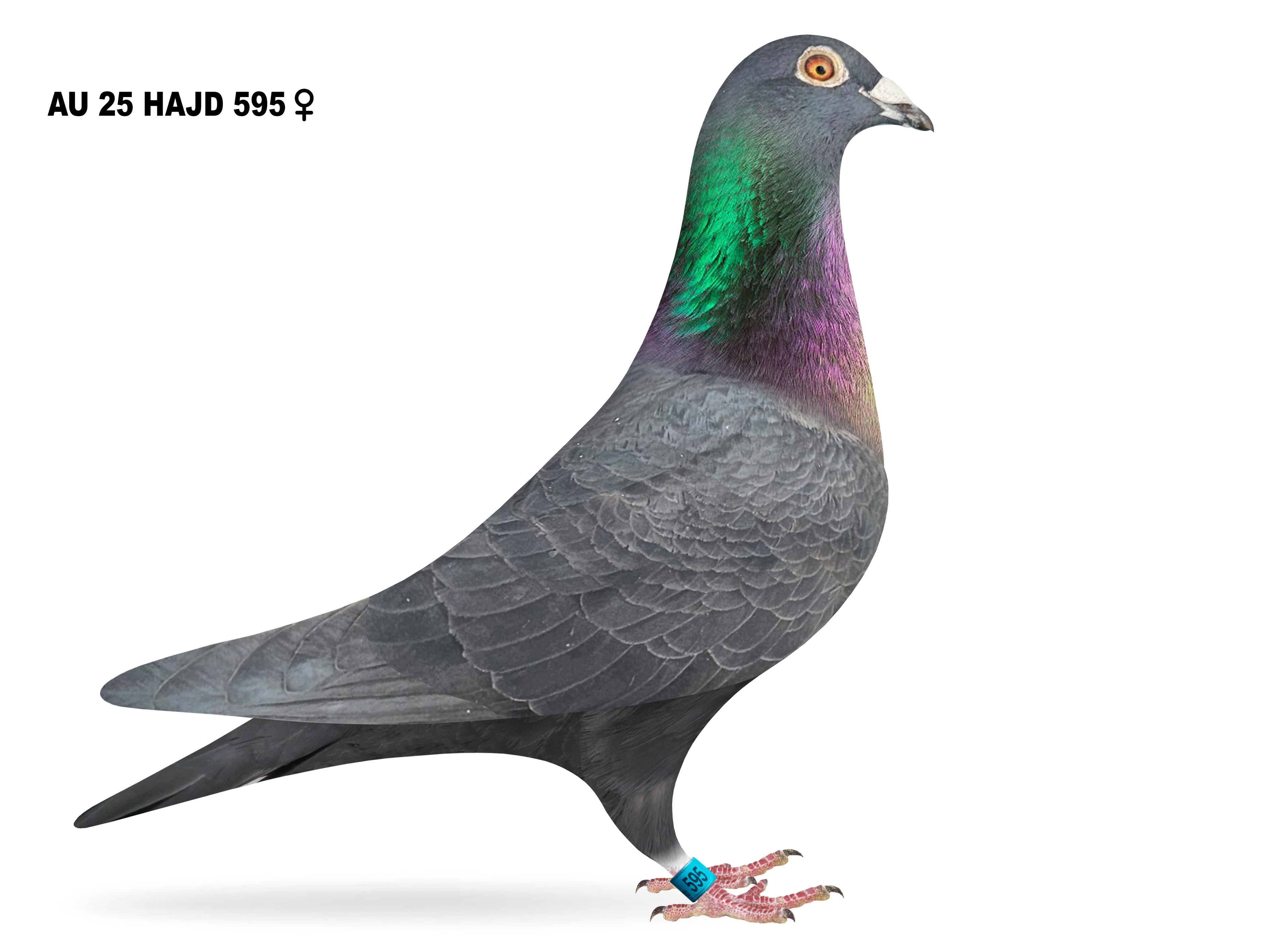 AU 25 HAJD 595